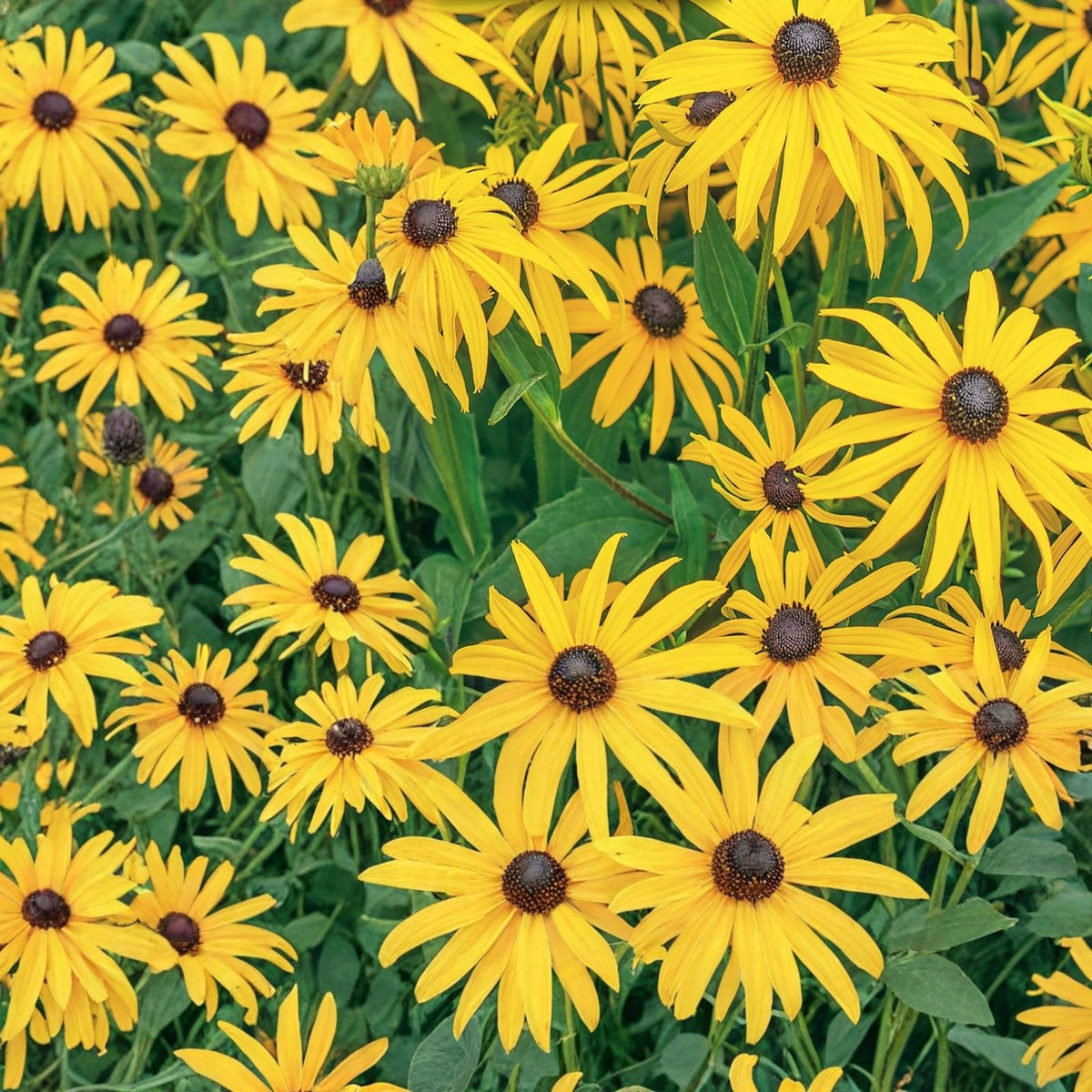 Rudbeckia Seeds Vintage Mix 125+ Black-Eyed Susan Annual Flower Seeds for Garden Rudbeckia hirta