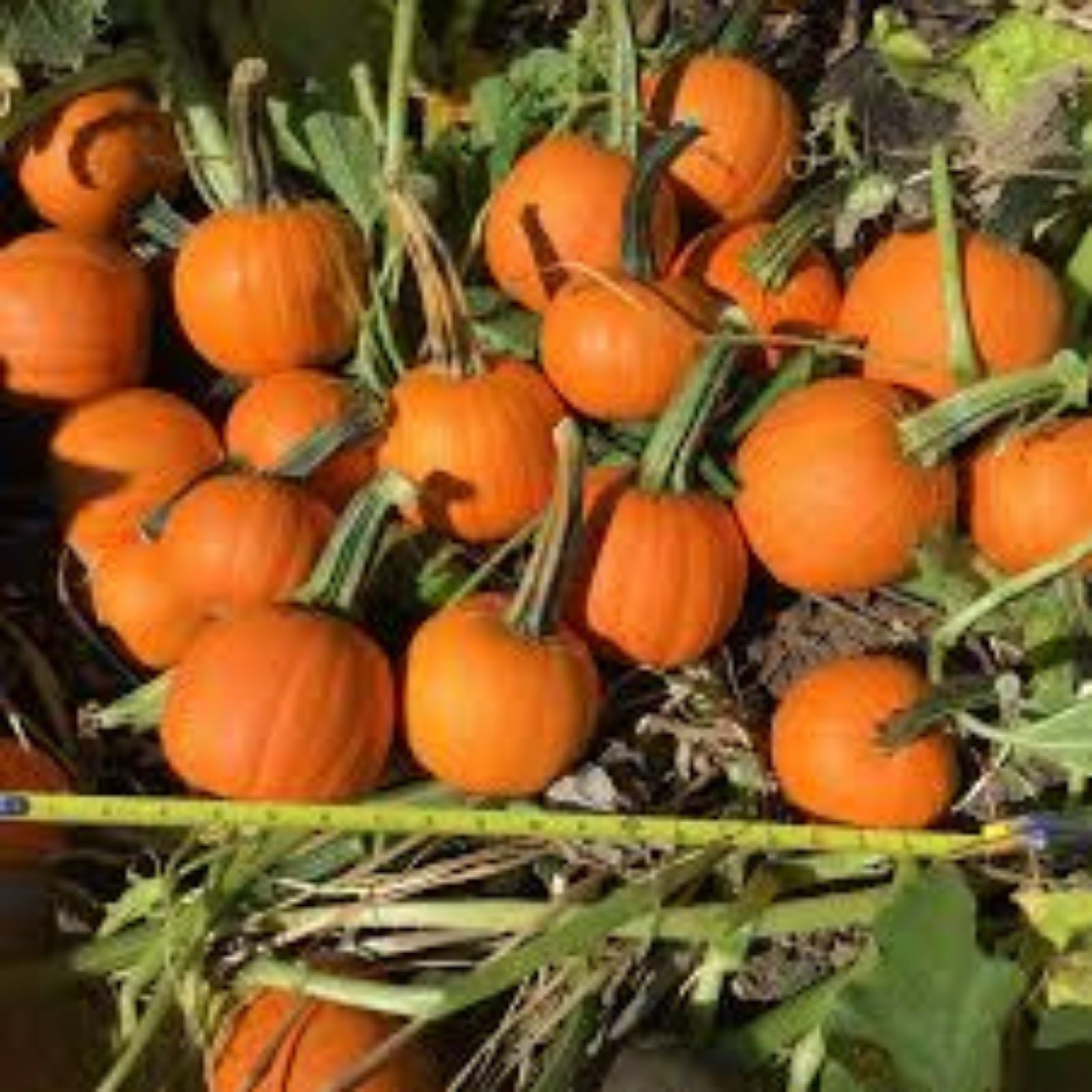 Half Pint Pumpkin Seeds for Planting, Decorative Crafting Variety, 10 Seeds, Cucurbita pepo