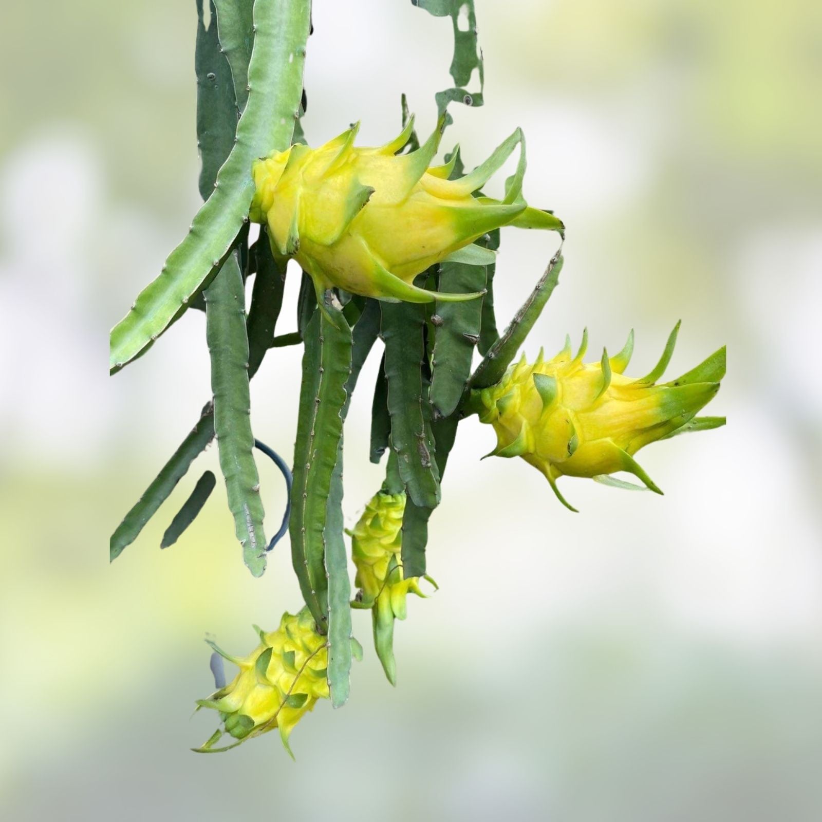 Colombian Yellow Dragon Fruit Cuttings – 8 Pieces – 7 Inch+ – True Pitahaya – Hylocereus megalanthus