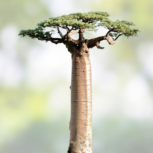 10 African Baobab Seeds - Adansonia digitata - Rare and Unique Planting Seeds for Gardening
