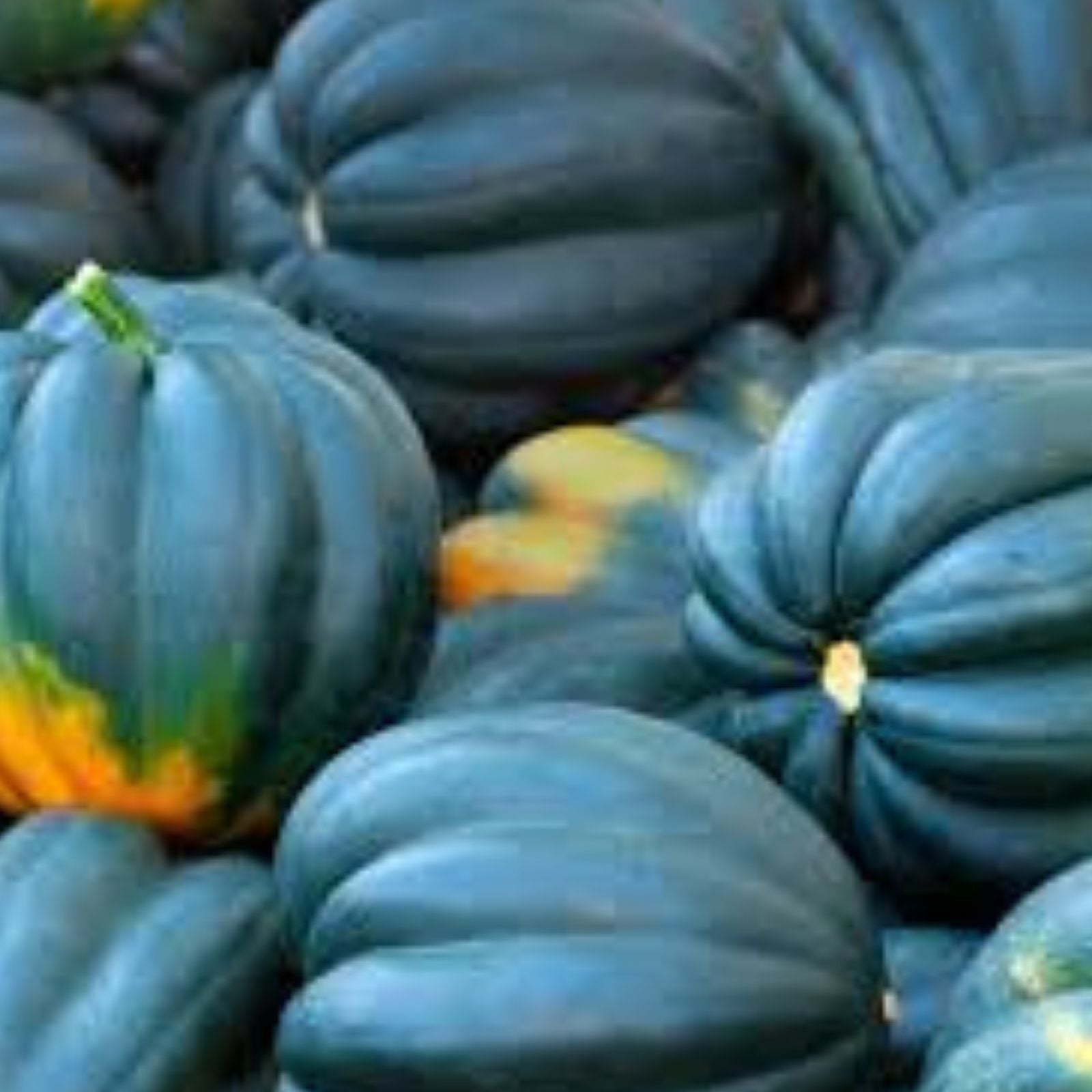 Black Betty Acorn Squash Seeds - 10 Pack - Black Table Squash - Cucurbita pepo