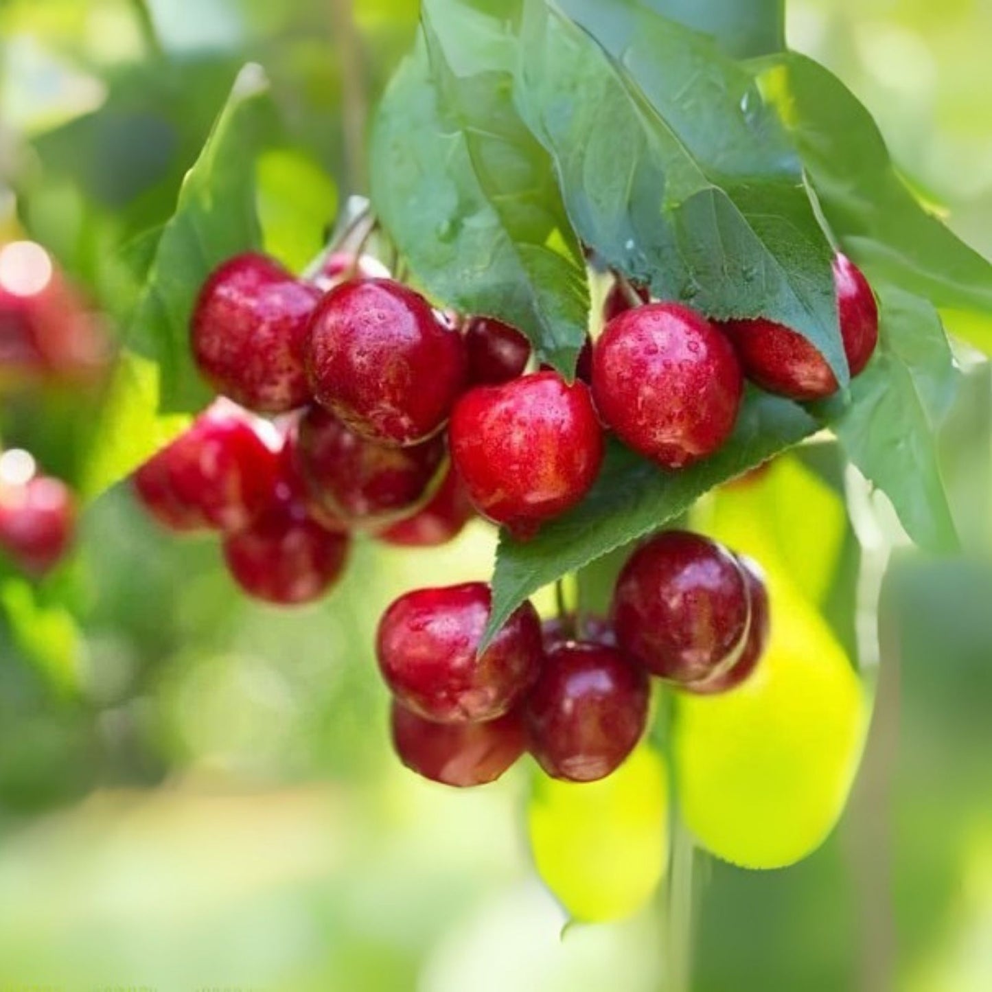 Sweet Cherry Tree Seeds - 20 Pack, Prunus avium, Organic Gardening, Home Orchard