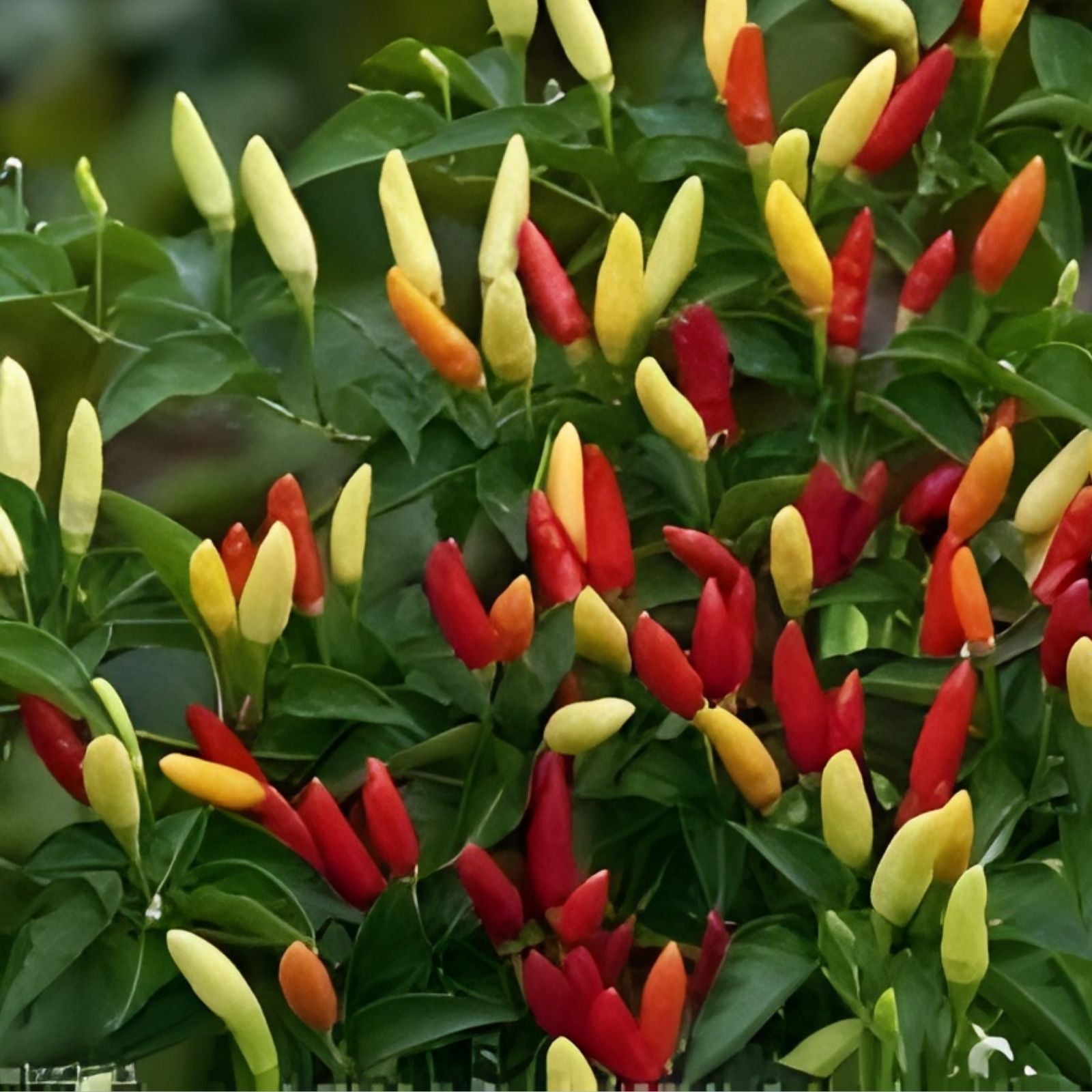 Tabasco Hot Pepper Seeds 100 Pack – Spicy Capsicum frutescens Variety for Planting