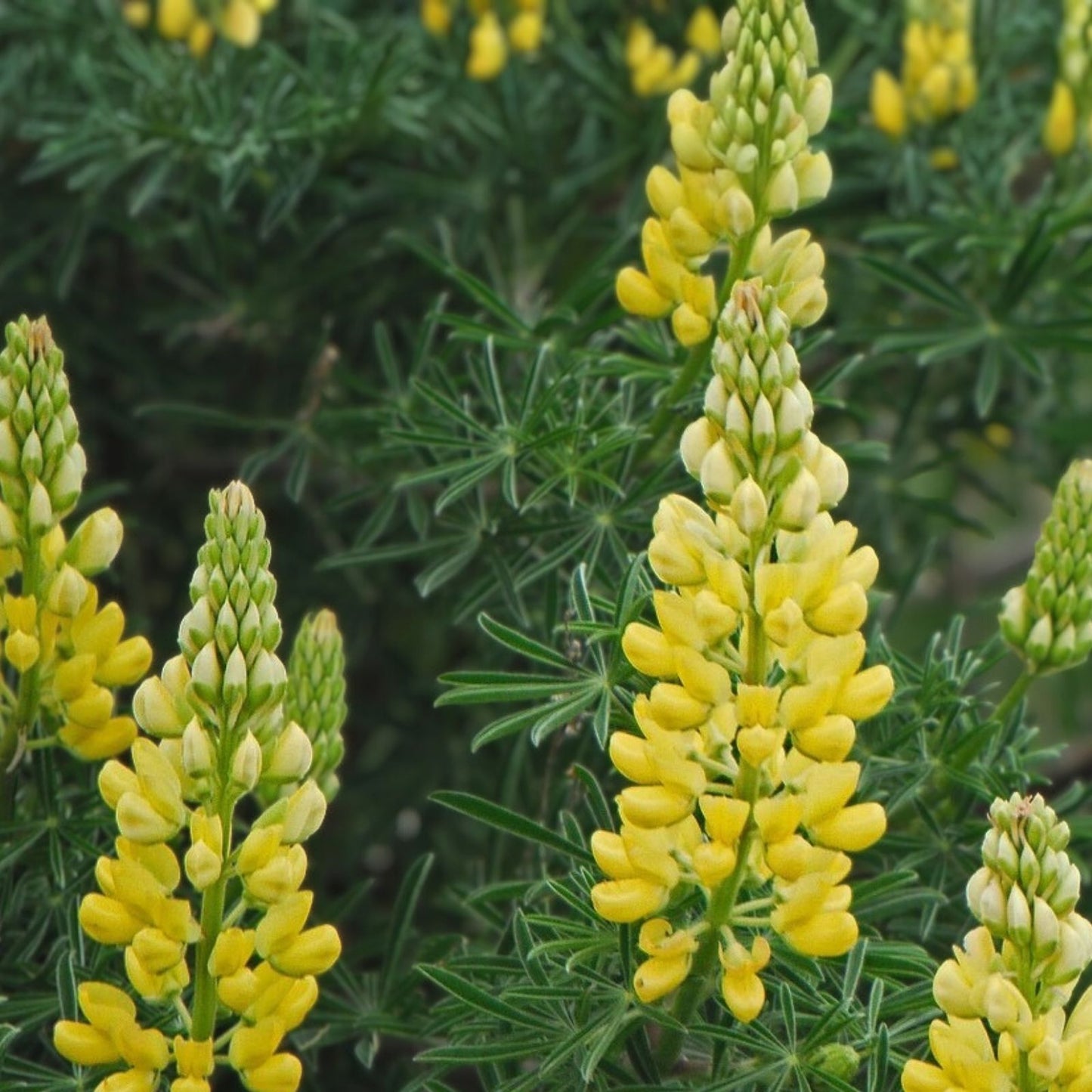 Lupine Seeds 20+ Golden Yellow Variety – Wildflower Seeds for Garden and Landscaping – Lupinus perennis