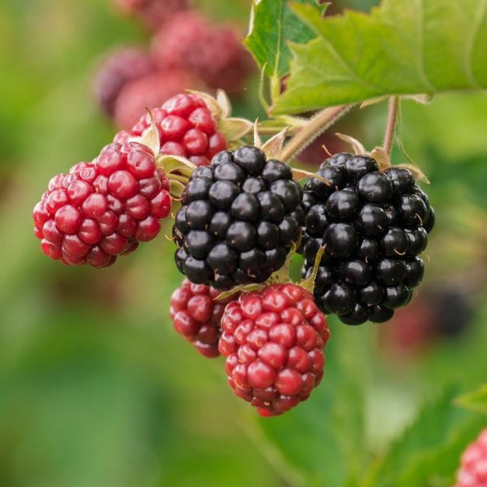 Blackberry Cuttings 8" Organic Non-GMO Rubus fruticosus Cut to Order Fresh Planting Material