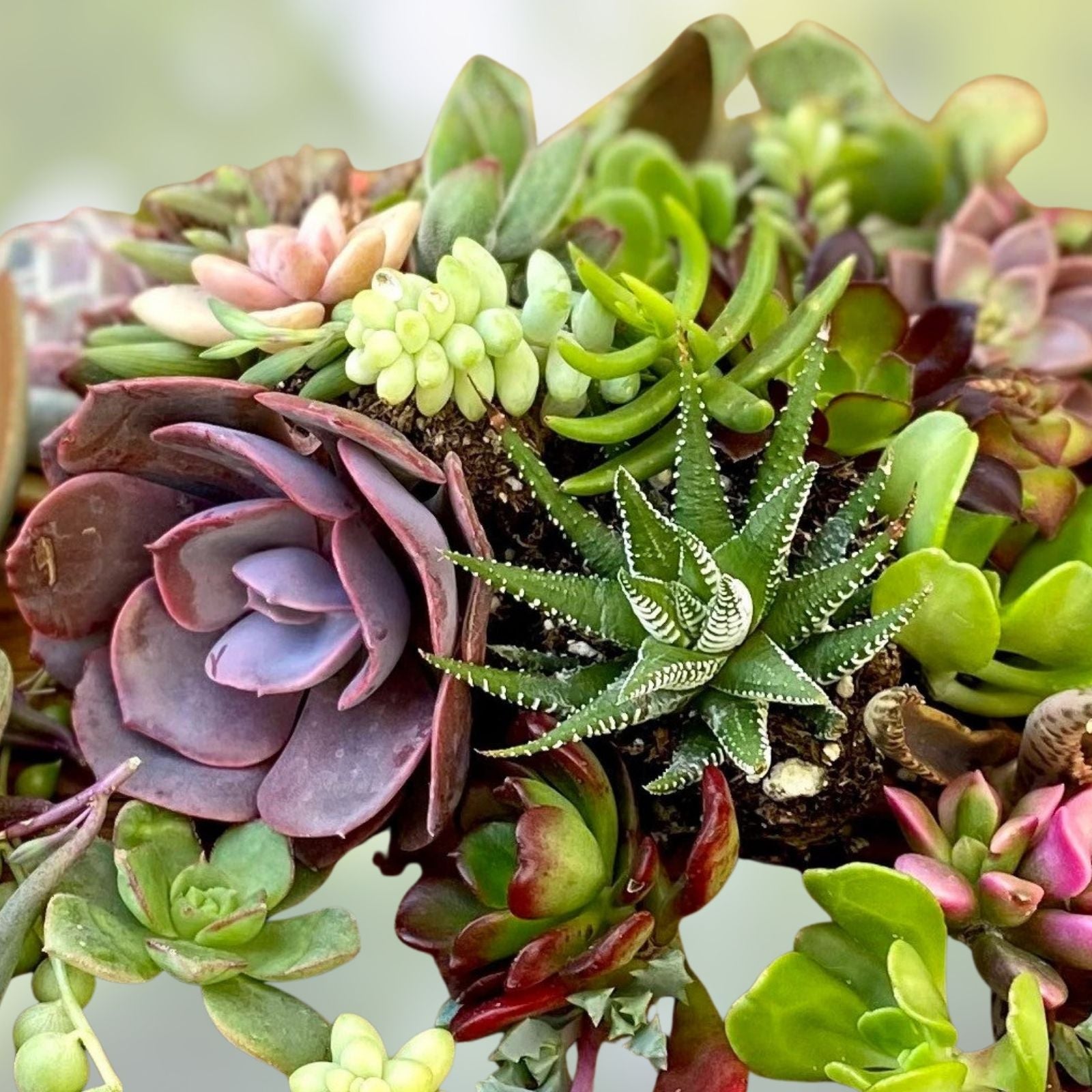 10 Piece Succulent Cuttings Set - Aeonium Variety - Perfect for Planting and Propagation - Live Succulent Plants