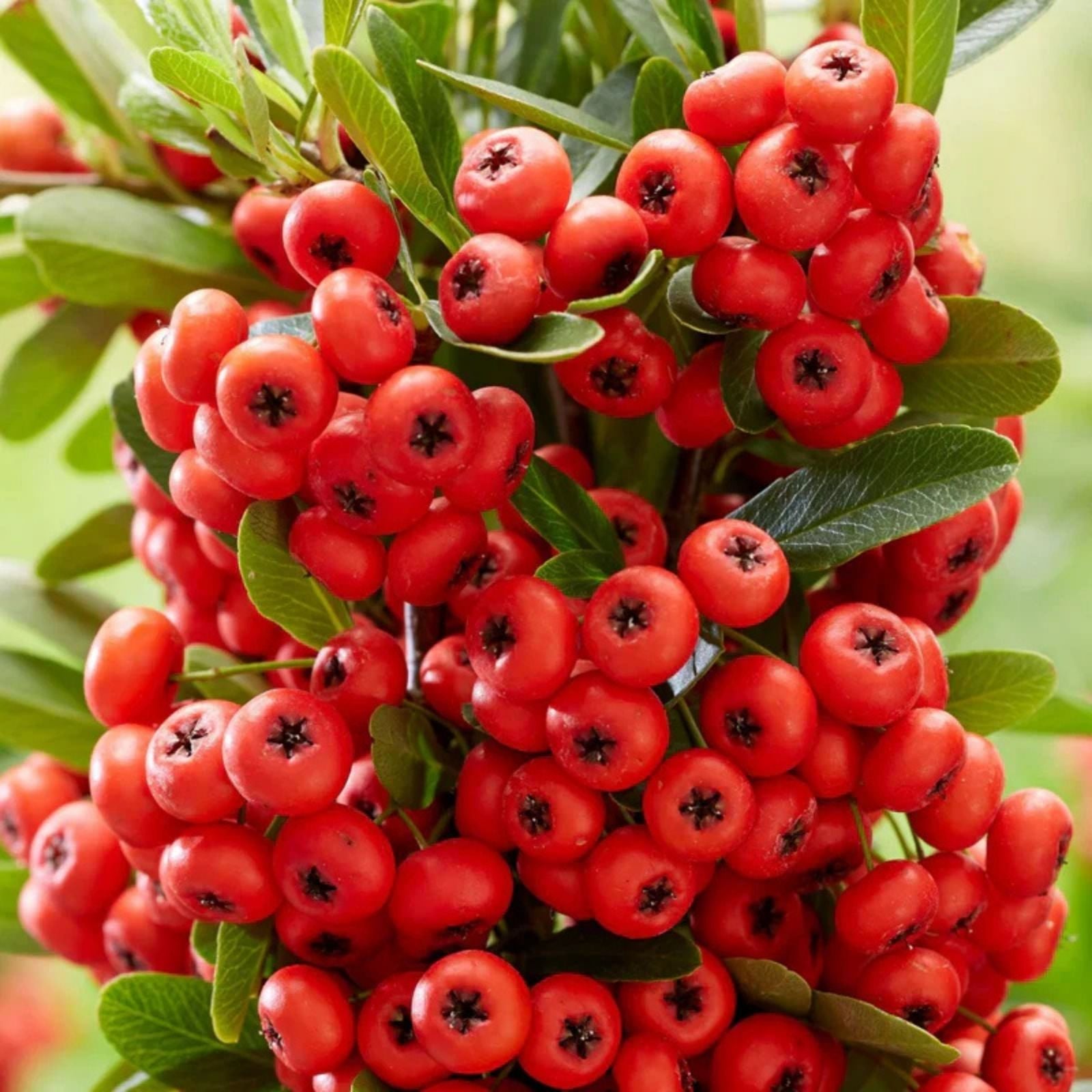 Scarlet Firethorn Seeds 30+ Pyracantha coccinea Shrub for Garden Landscaping, Ornamental Bush, Bright Red Berries