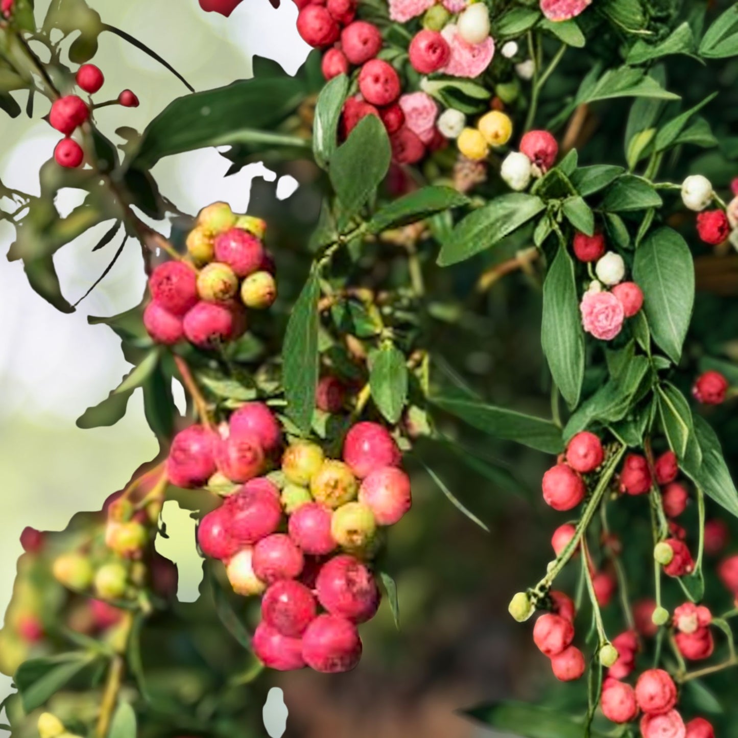 Blueberry Plant Starter - 3 Pink Lemonade - Edible Fruit, Compact Shrub, Vaccinium, Zones 4-9, Low Chill Hours