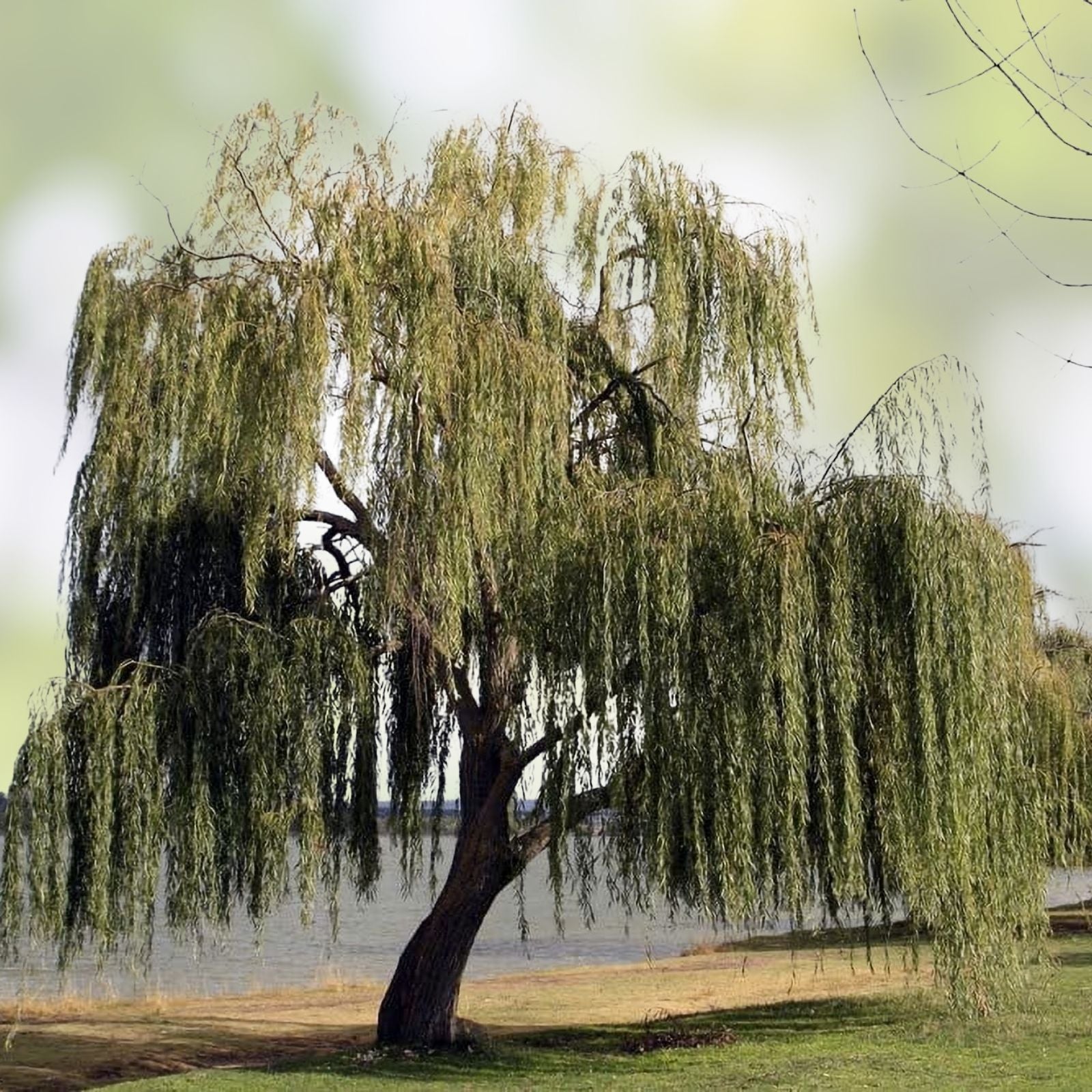 Weeping Willow Tree Cuttings - Live Plant for Crafts - Salix babylonica - 5 Branches
