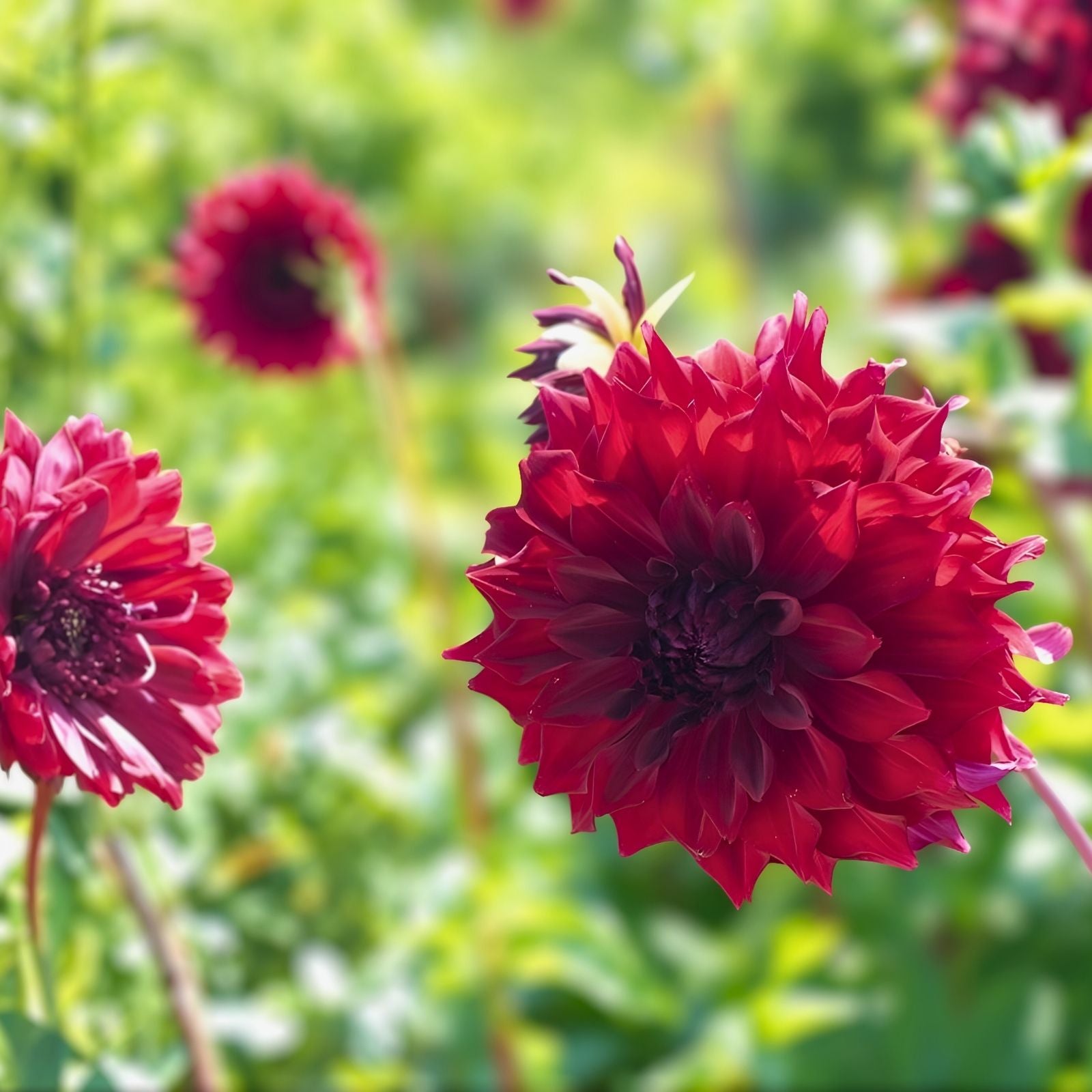 Dahlia Tuber 8" Deep Velvet Red Double Ruffle Flower Plant Mingus Alex - Dahlia spp.