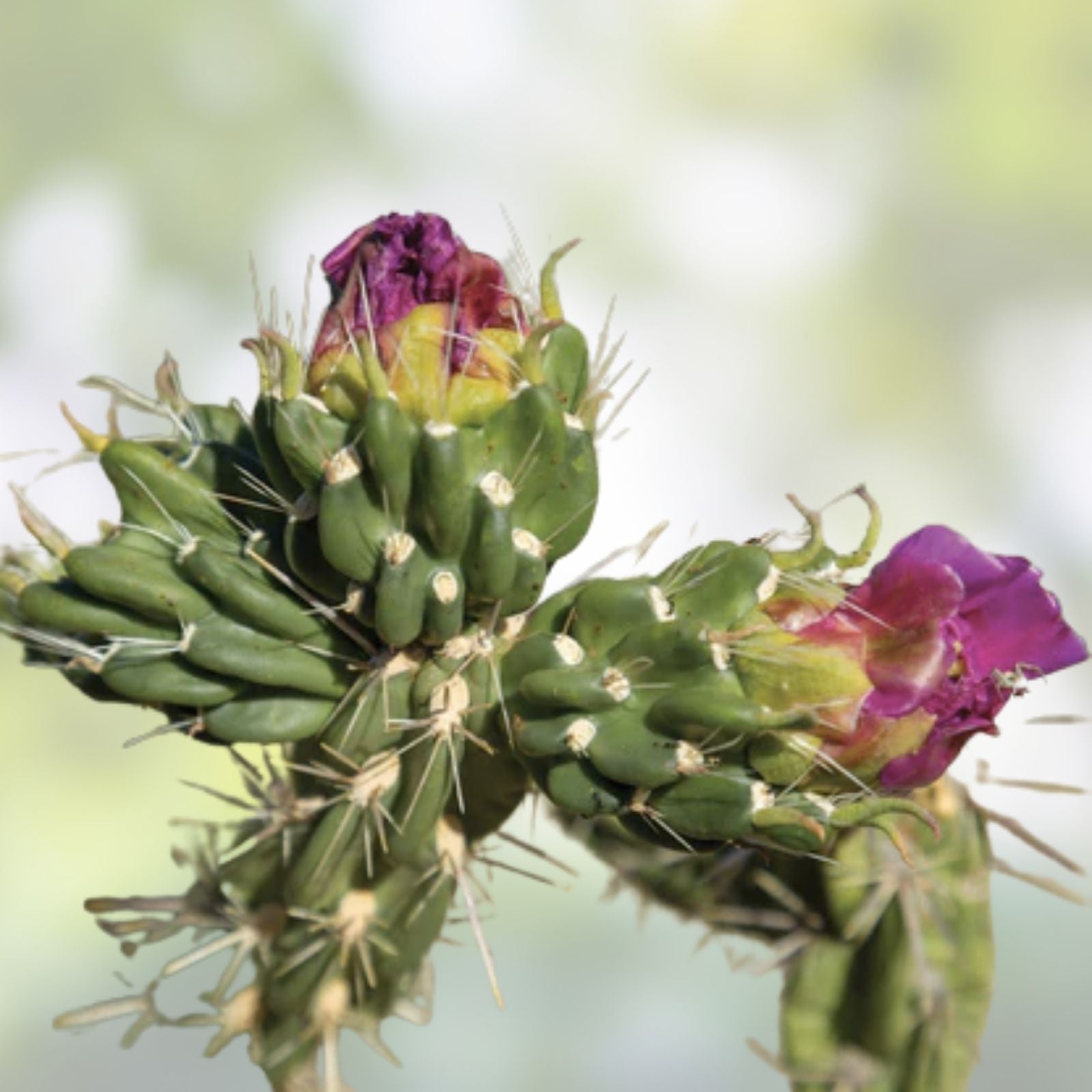 Cylindropuntia Imbricata Cuttings 3 Pack | Tree Cholla Cactus | Drought Tolerant Succulent Plants | 4-6” Long