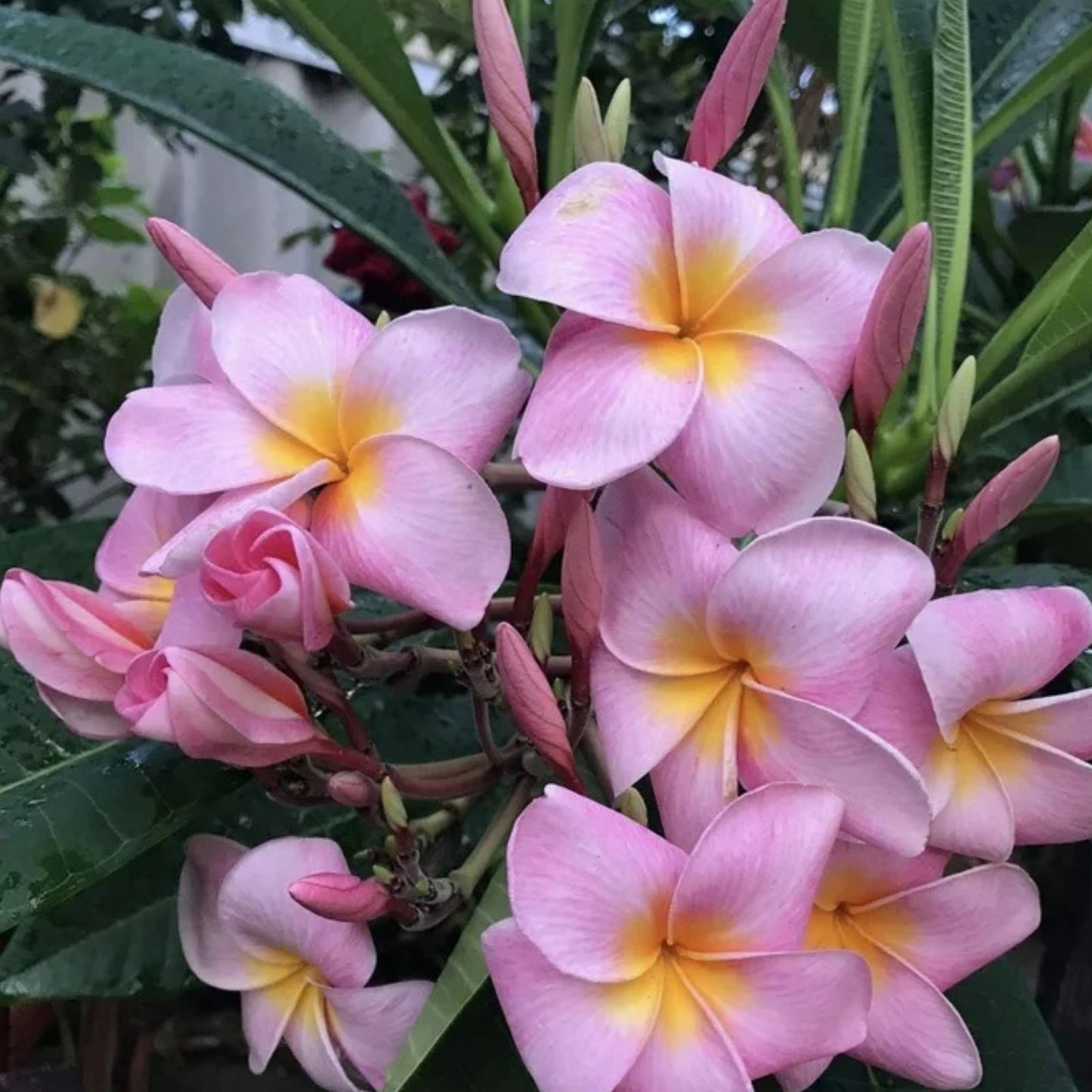 Plumeria Cuttings 9-12" Pali Lookout Variety Fragrant Tropical Plant (Plumeria spp,) for Sale