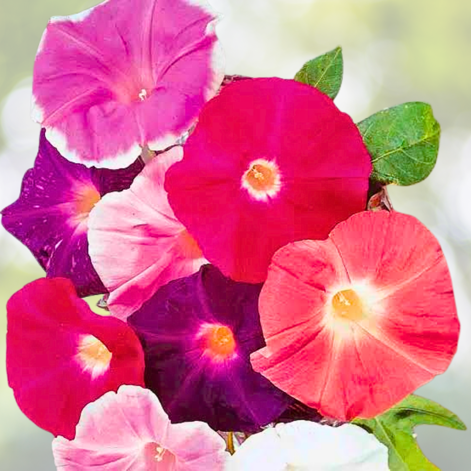 Bulk Morning Glory Seeds - 300 Non-GMO Seeds for Pollinators & Hummingbirds - Ipomoea purpurea