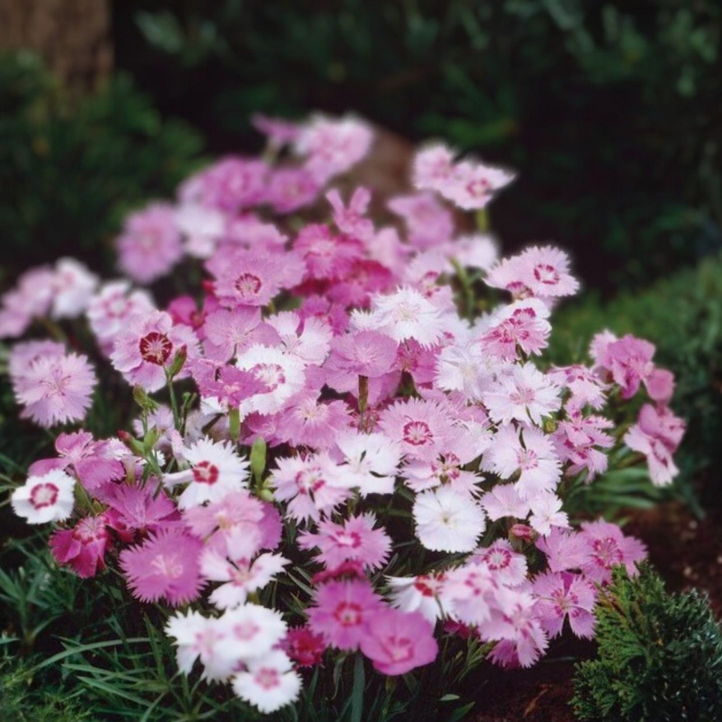 Dianthus Seeds Bulk 500+ Jazzed Up Carnation Variety Annual Flower Seeds Dianthus caryophyllus