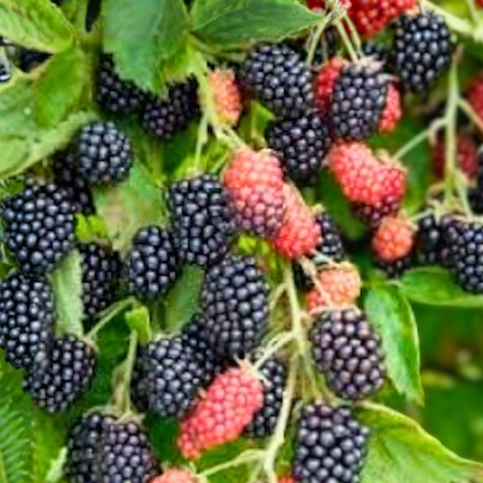 Bare Root Blackberry Plant, Prime-Ark 45 Variety, Edible Fruit, Rubus fruticosus, Perennial Shrub for Home Garden