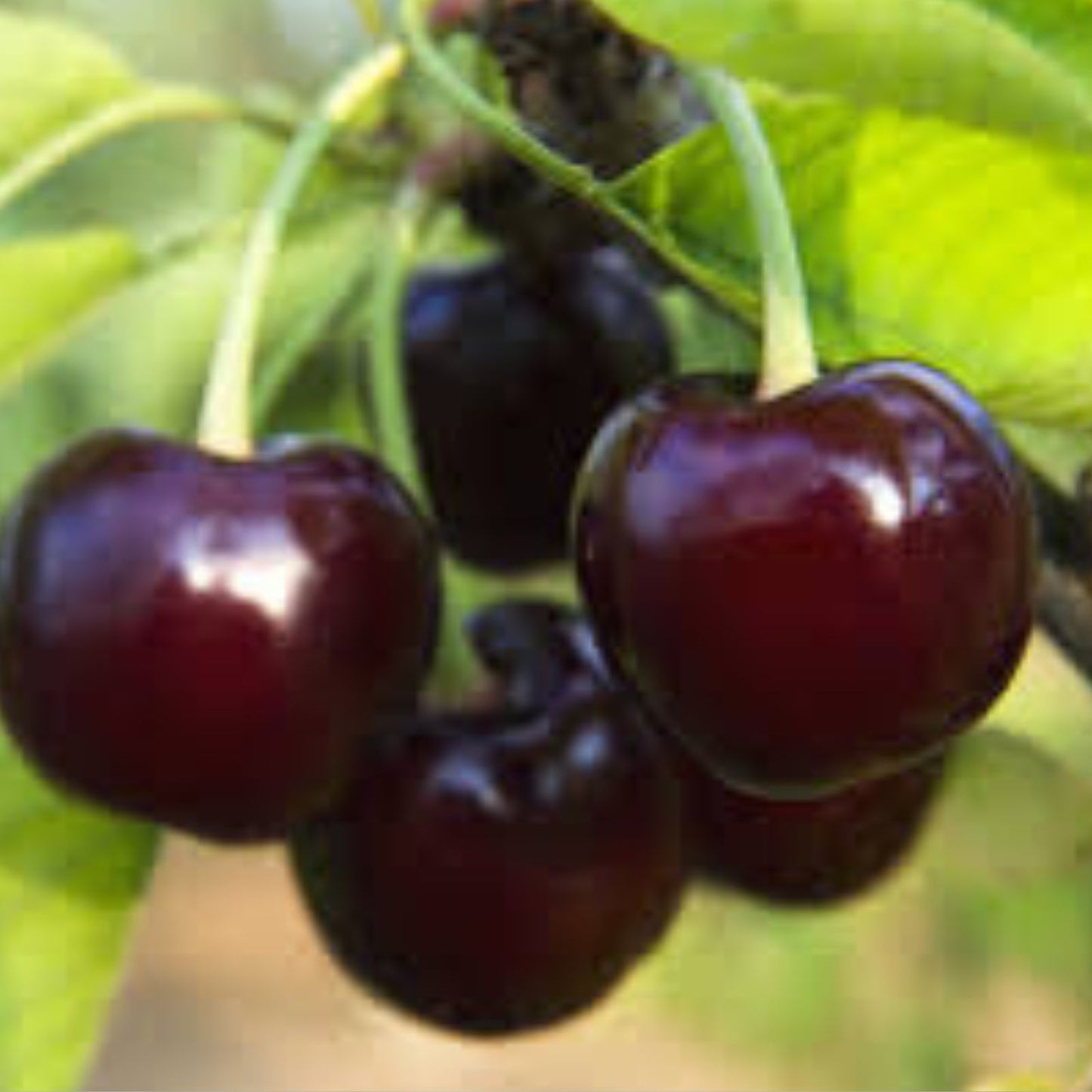 Black Cherry Seeds - 10 Pack - Sweet Edible Fruit - Prunus serotina - USA Native Tree