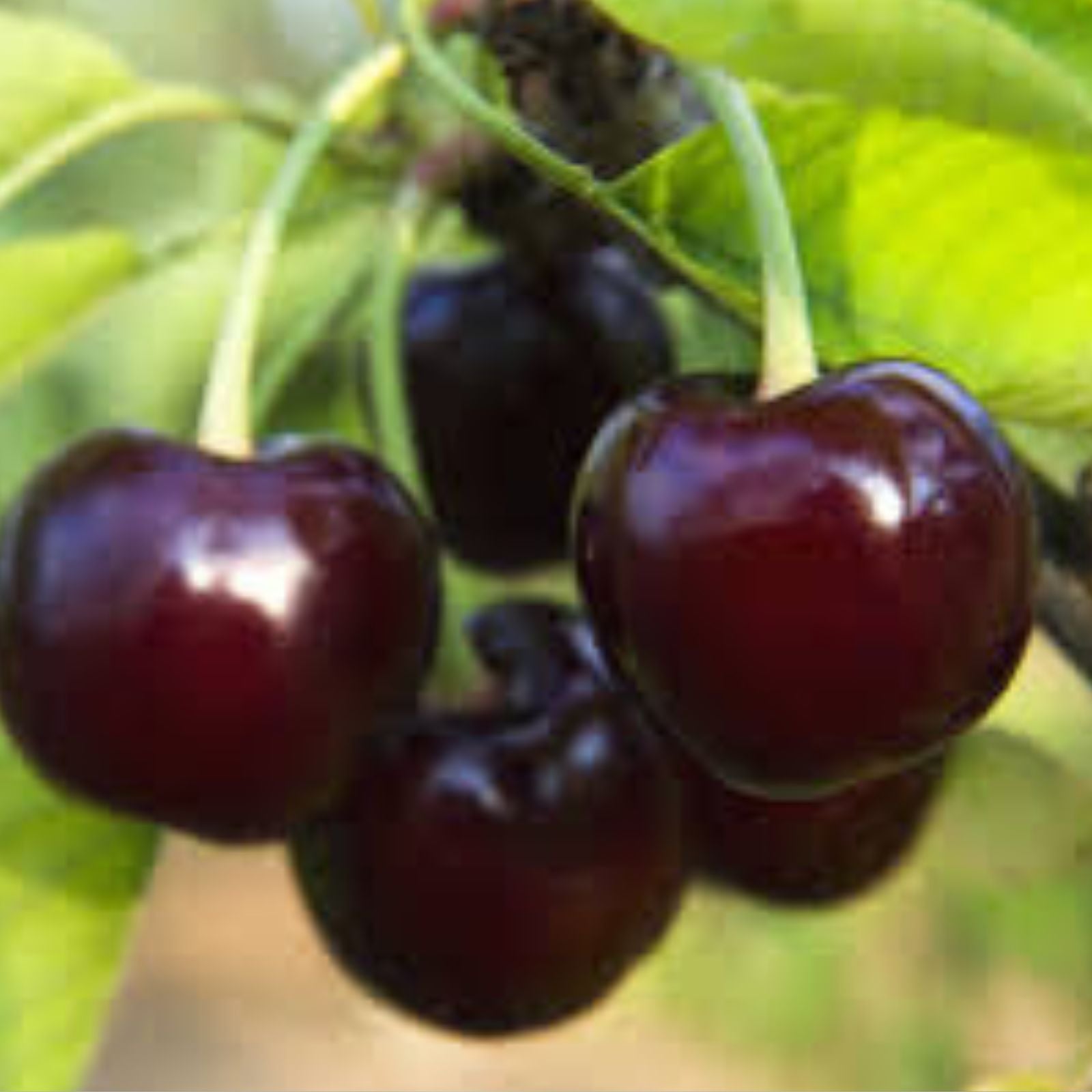 Black Cherry Seeds - 10 Pack - Sweet Edible Fruit - Prunus serotina - USA Native Tree