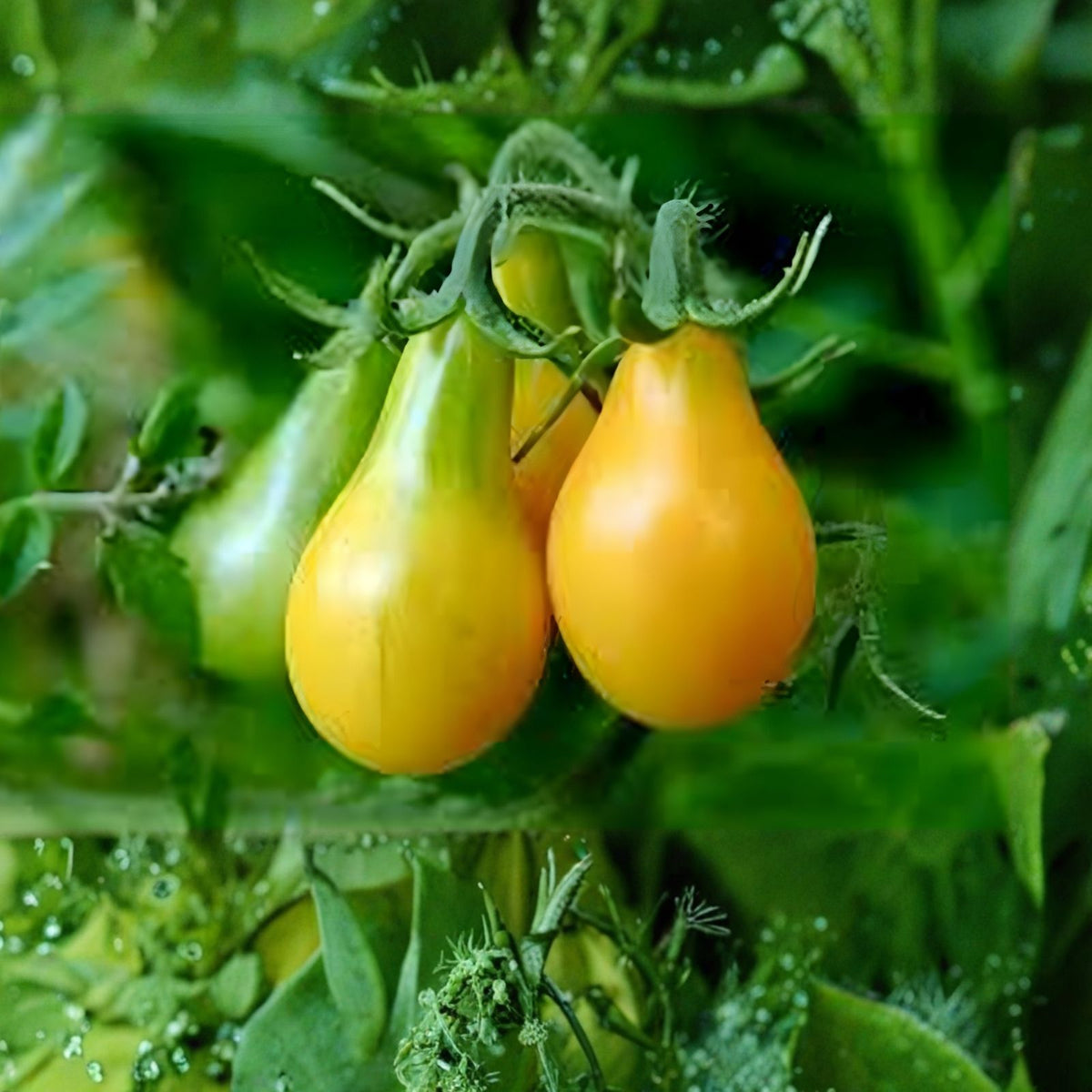 Yellow Pear Tomato Seeds, Heirloom Non-GMO, 500+ Seeds, Sweet Tasty Variety for Home Gardening (Solanum lycopersicum)