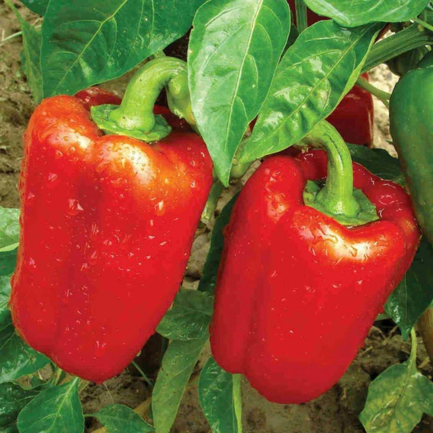 California Wonder Bell Pepper Seeds 100 Count Non-GMO Heirloom Capsicum annuum Vegetable Seeds for Garden Planting
