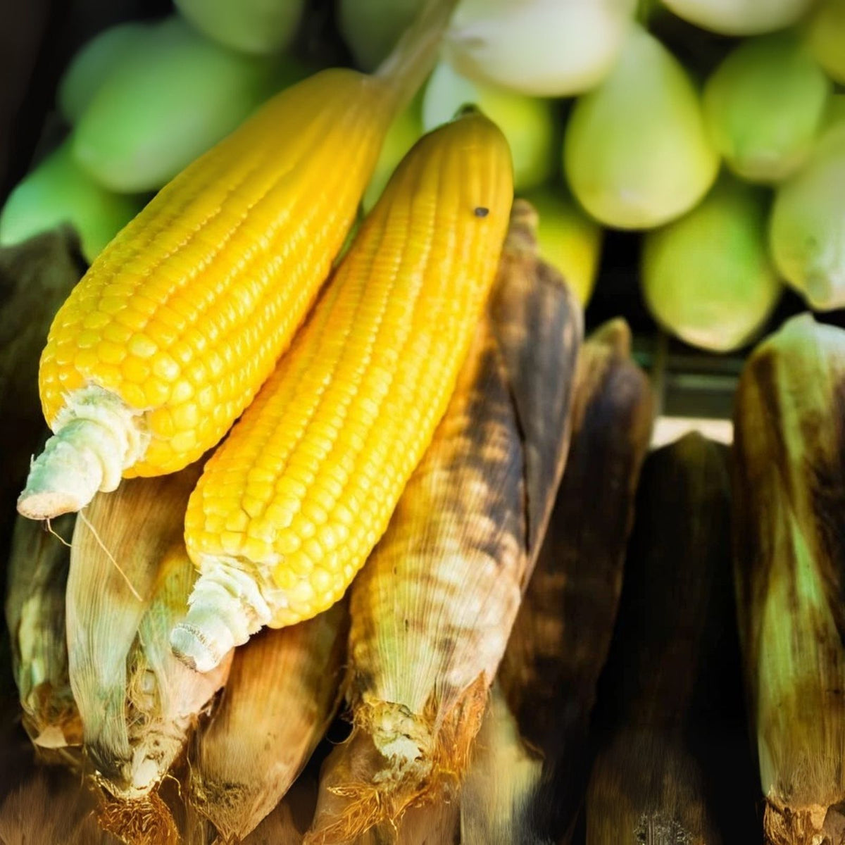 Sweet Corn Seeds for Planting - Bantam Gold Variety - Zea mays - Non-GMO, Heirloom