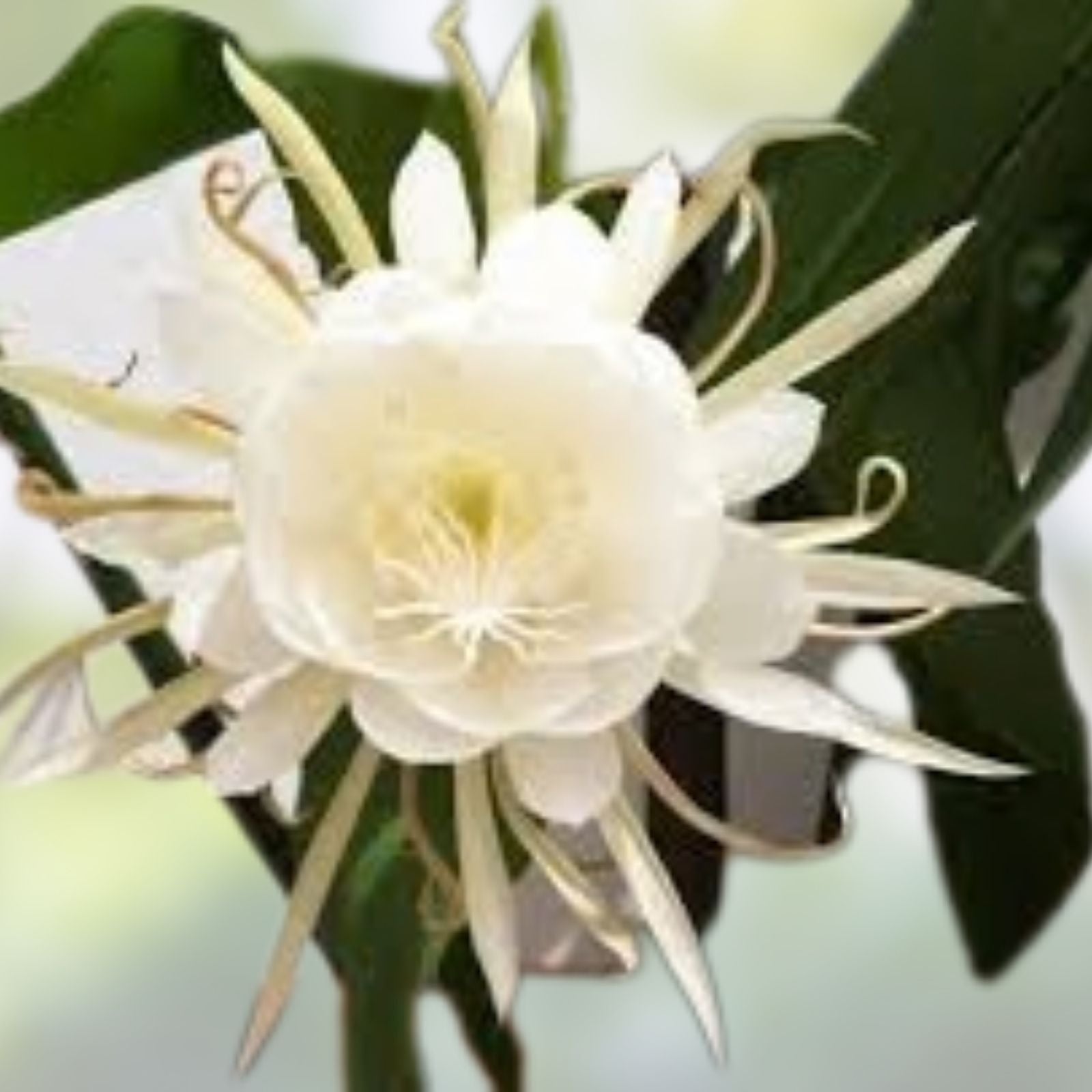 Epiphyllum Oxypetalum Plants | 5 Live Queen of the Night Orchid Cactus | Exotic Houseplant Collection