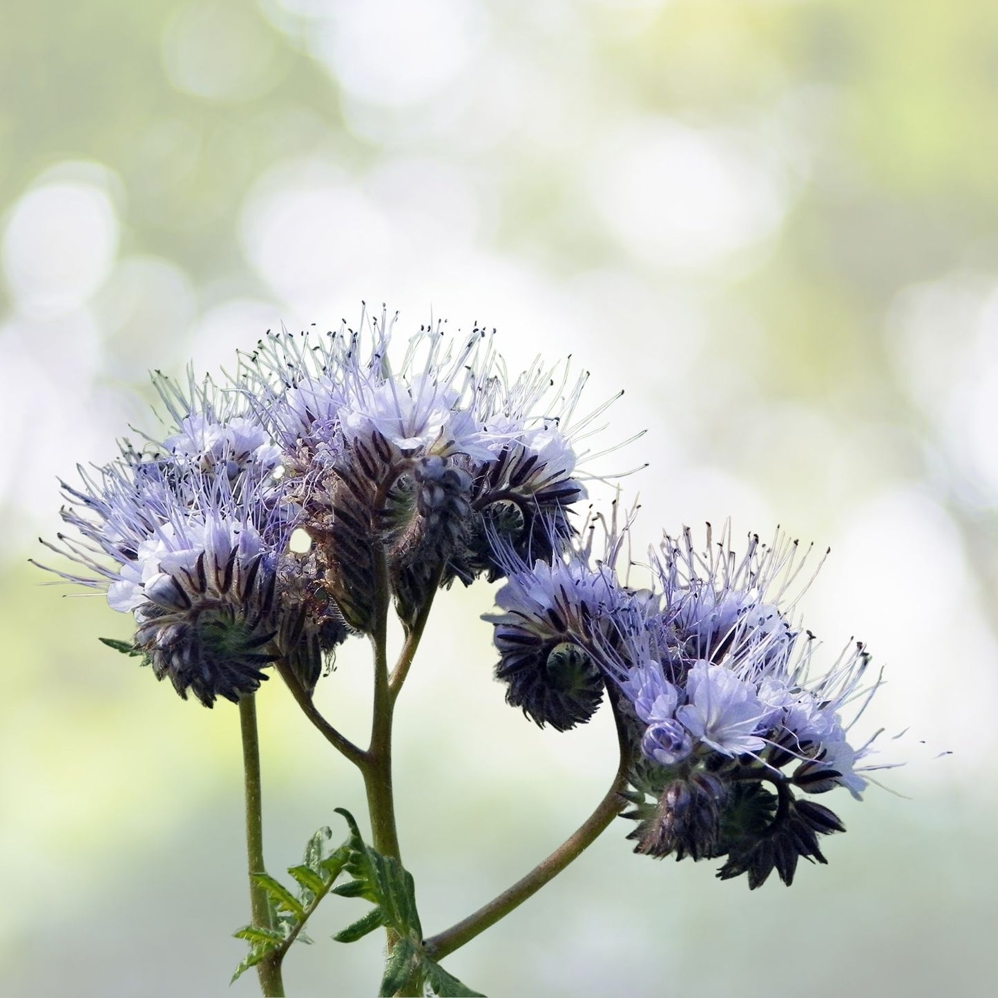 Lacy Phacelia Seeds 1,700+ | Purple Tansy Flower Seeds | Phacelia tanacetifolia