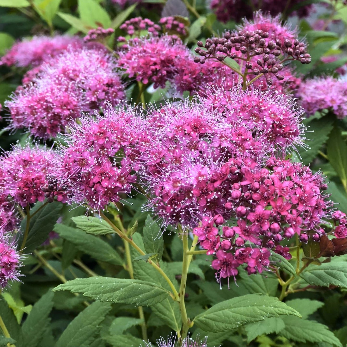 500+ Pink Spiraea Seeds | Hardy Flowering Shrub for Garden Planting | Spiraea tomentosa Seeds