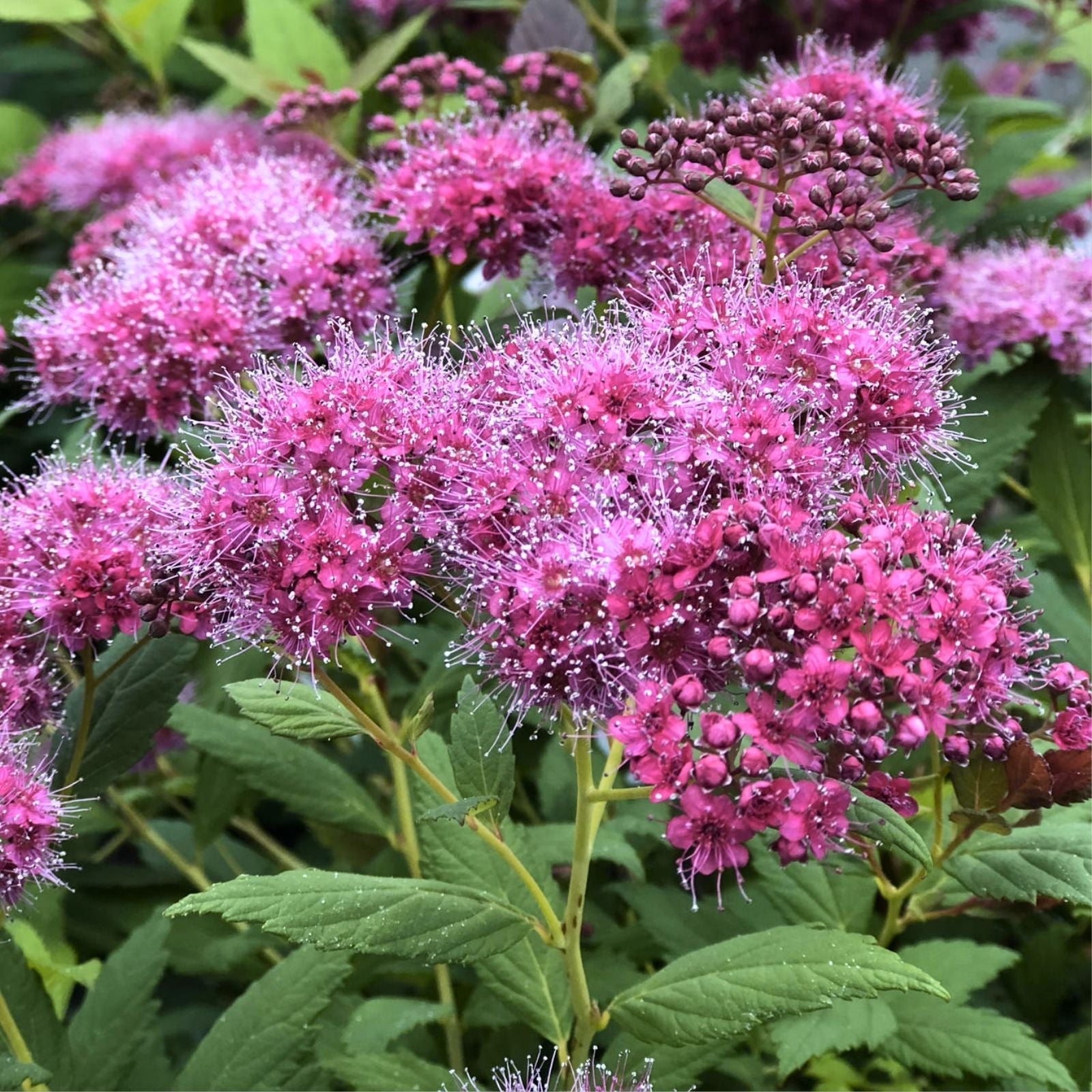 500+ Pink Spiraea Seeds | Hardy Flowering Shrub for Garden Planting | Spiraea tomentosa Seeds