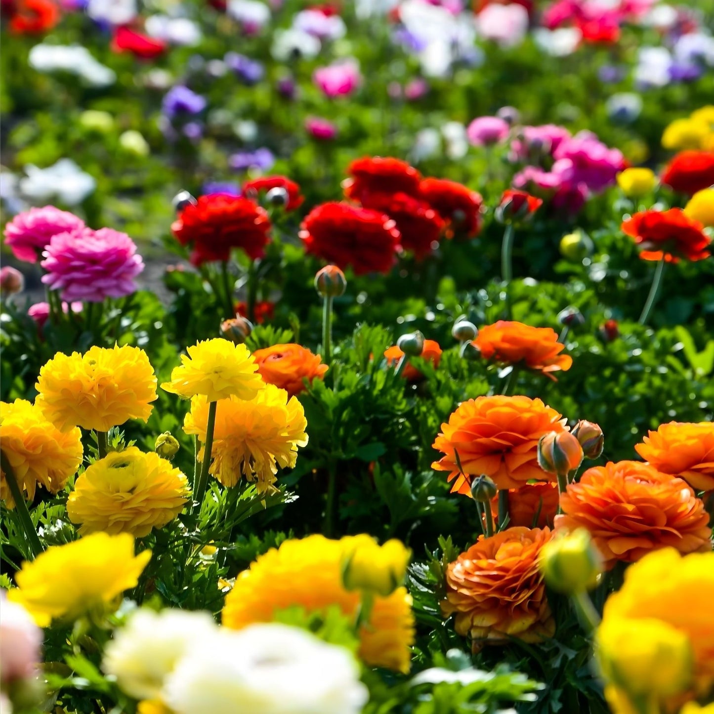 Ranunculus Bulbs Mix - Colorful Flowering Bulbs for Planting - Ranunculus spp. - Ships from Iowa, USA