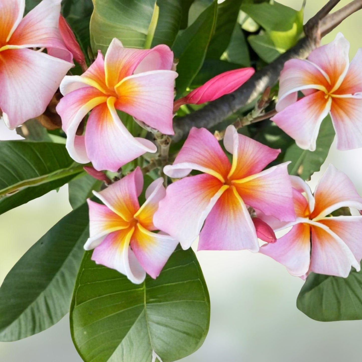 Rooted Plumeria Plant Cutting 18" Celadine with 2 Long Tips - Plumeria rubra - Tropical Flowering Plant