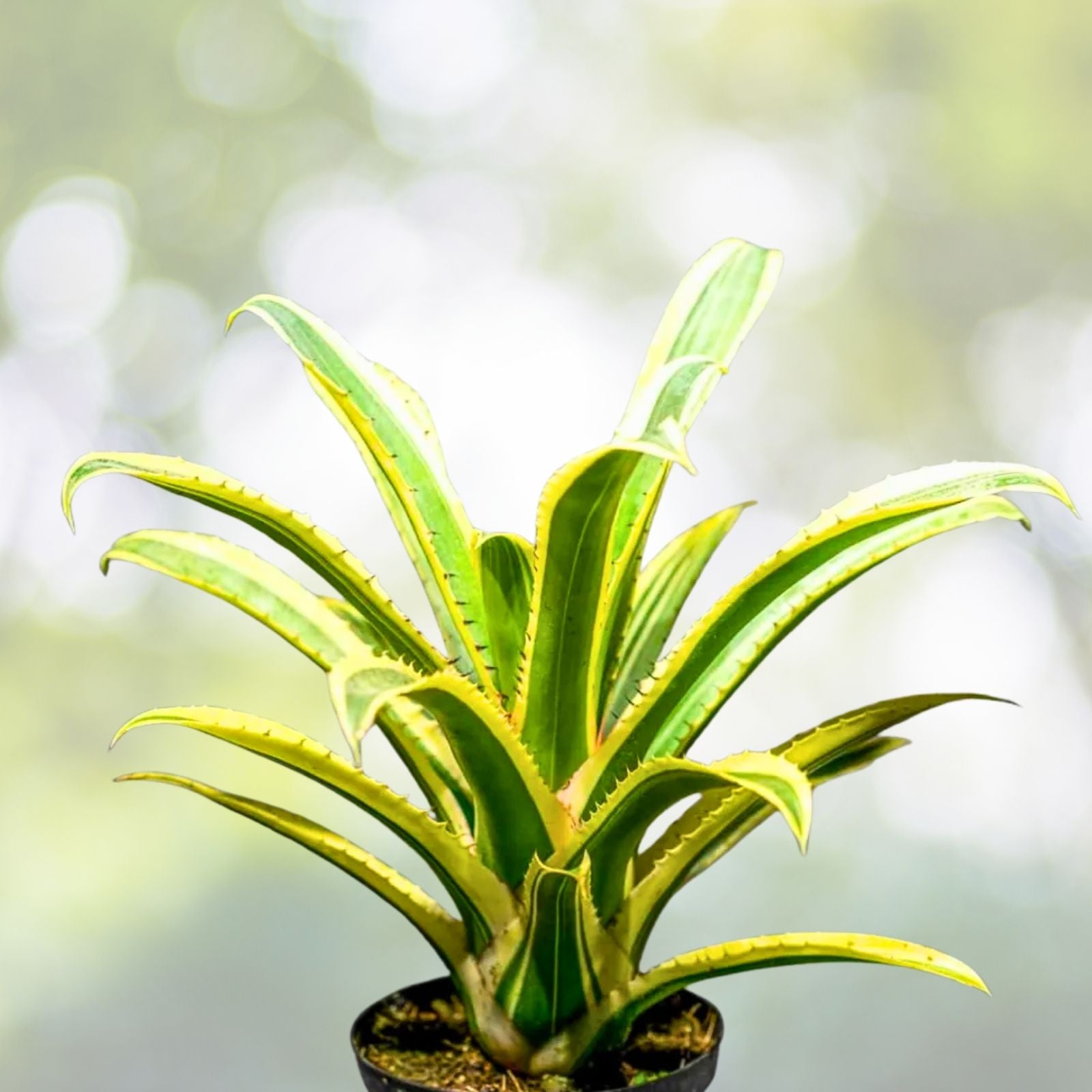 Bromeliad Plant 9" Variegated Aechmea Blanchettiana - Tropical Indoor Houseplant for Home Decor