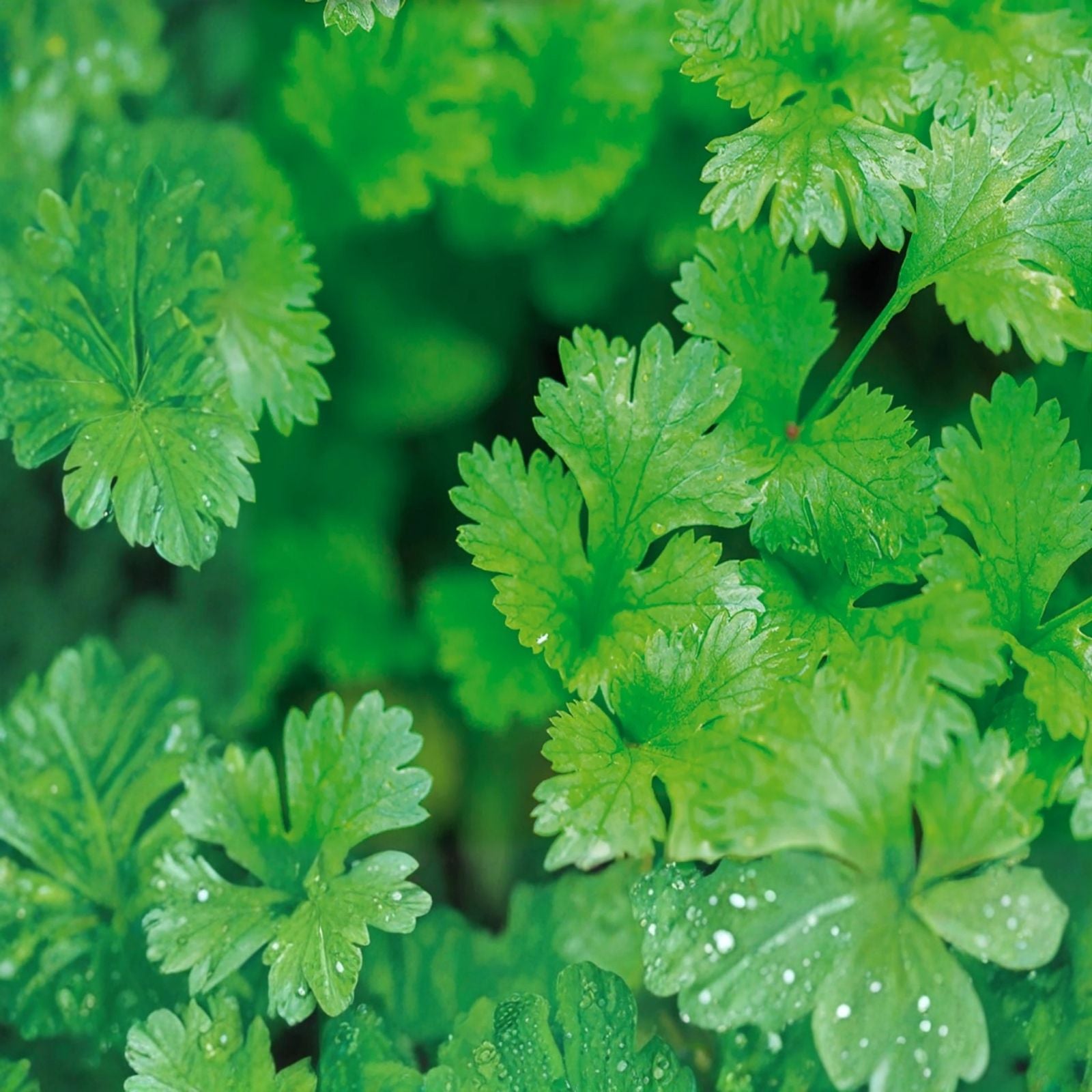 Cilantro Seeds 500+ | Indoor Herb Garden | Coriandrum sativum | Fresh Culinary Herb Seeds