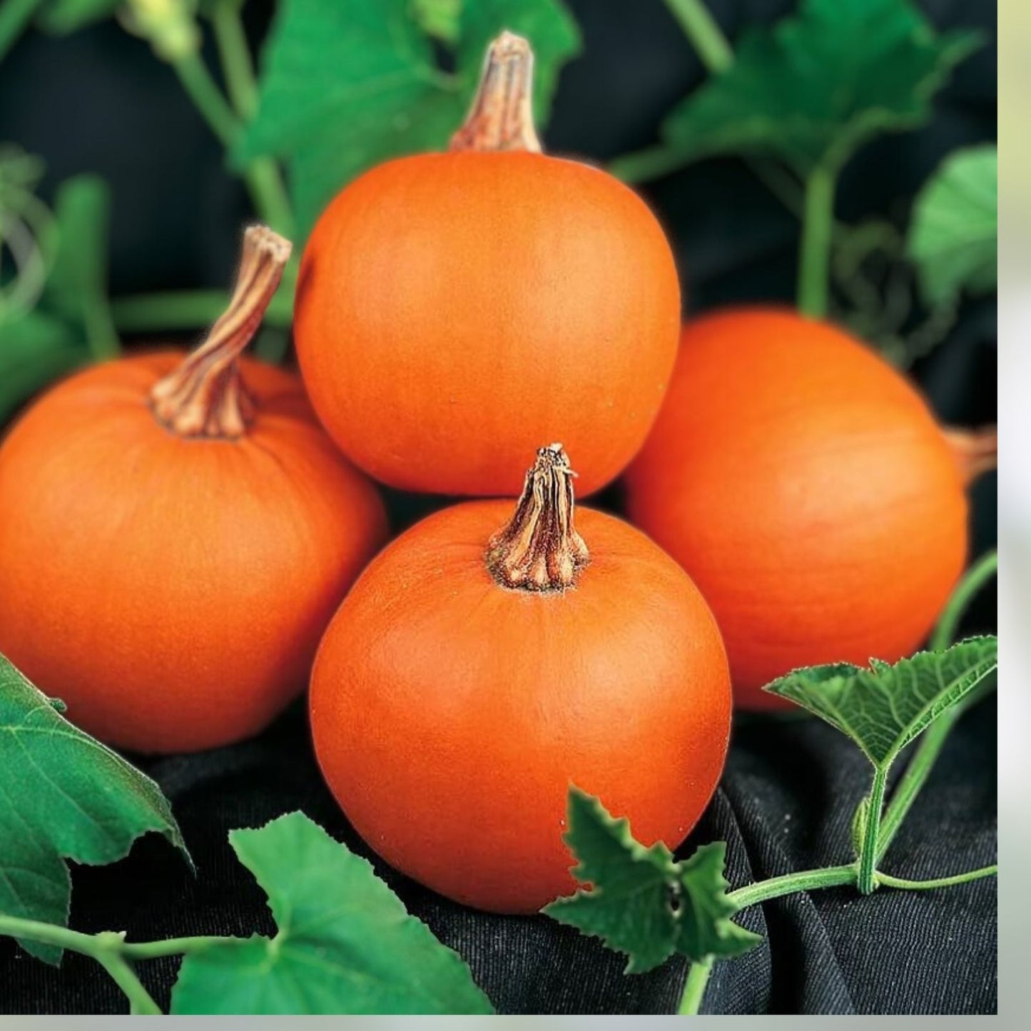 Wee-B-Little Pumpkin Seeds for Planting, 30 Seeds, Miniature Orange Pumpkins, Cucurbita pepo