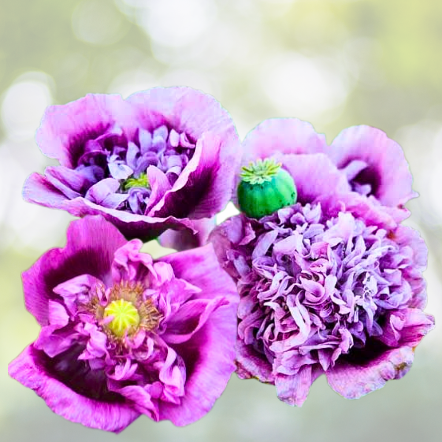Poppy Seeds 500 Count Purple Frilly Breadseed Organic (Papaver somniferum) for Pollinators