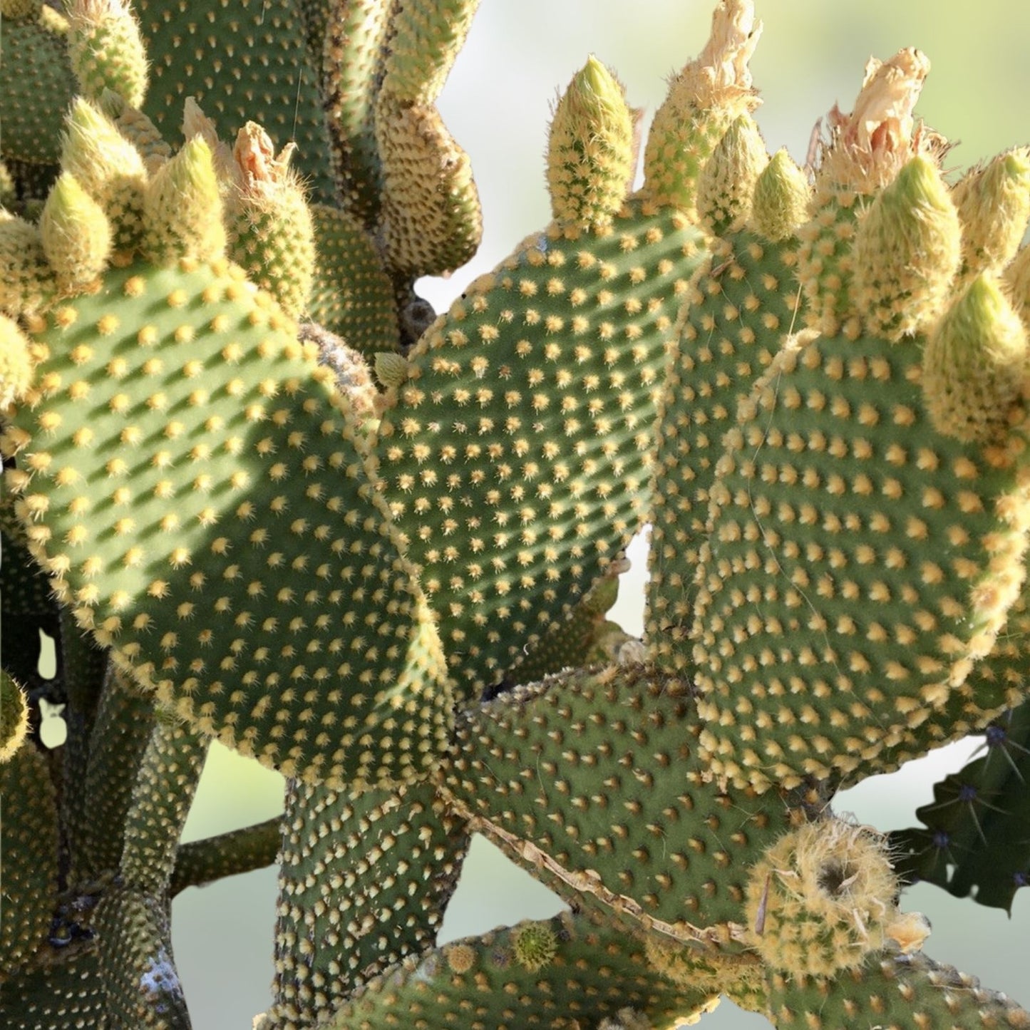 Bunny Ears Cactus Cuttings 3-5" Opuntia microdasys Succulent Plant Clippings 20 Pack for Home Decor and Gardening