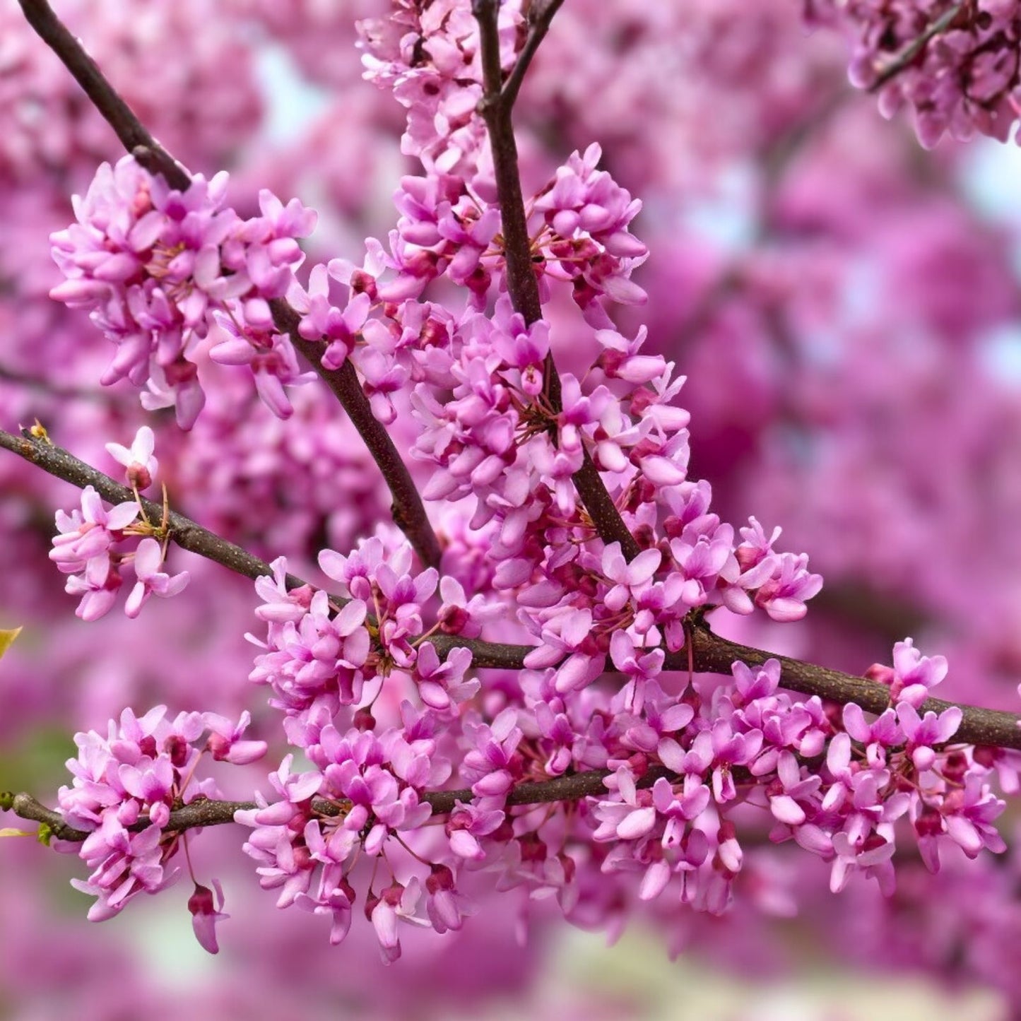 Eastern Redbud Cuttings - 15 Thin Propagation Cuttings - Cercis canadensis - Gardening and Landscaping Plant Material