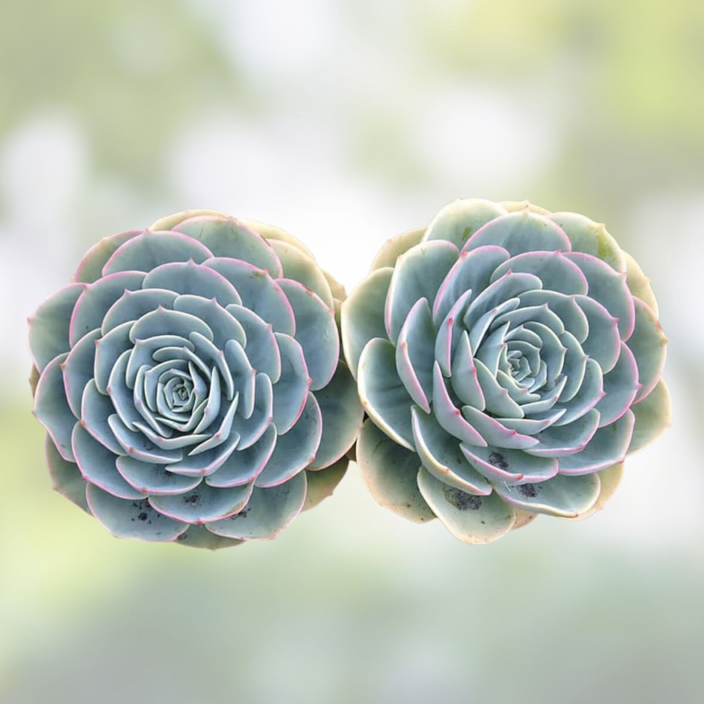 Hen's and Baby's Succulent Seeds, 200 Pack, Echeveria spp. Planting Seeds for Succulents, Easy Grow, Garden, Indoor & Outdoor