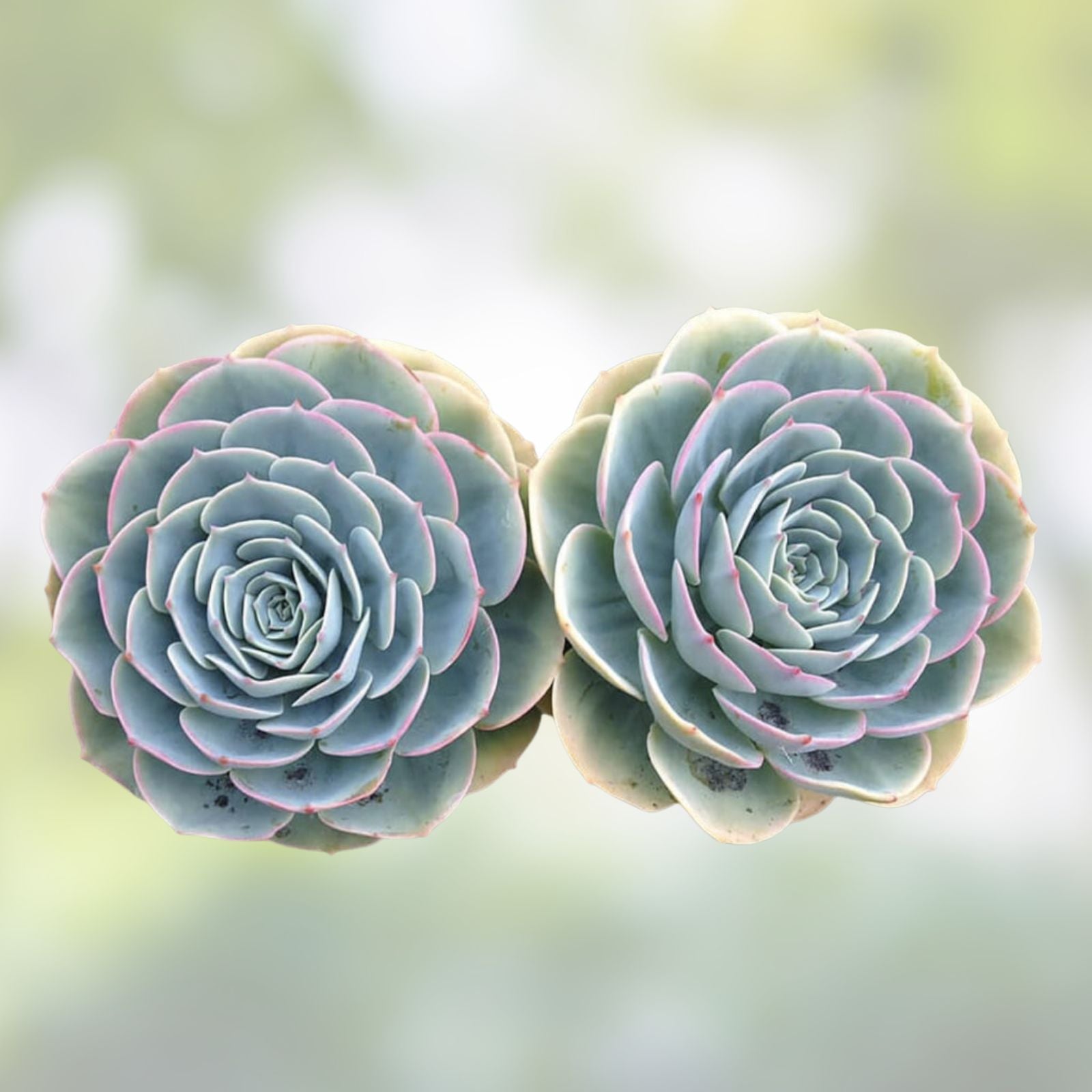 Hen's and Baby's Succulent Seeds, 200 Pack, Echeveria spp. Planting Seeds for Succulents, Easy Grow, Garden, Indoor & Outdoor