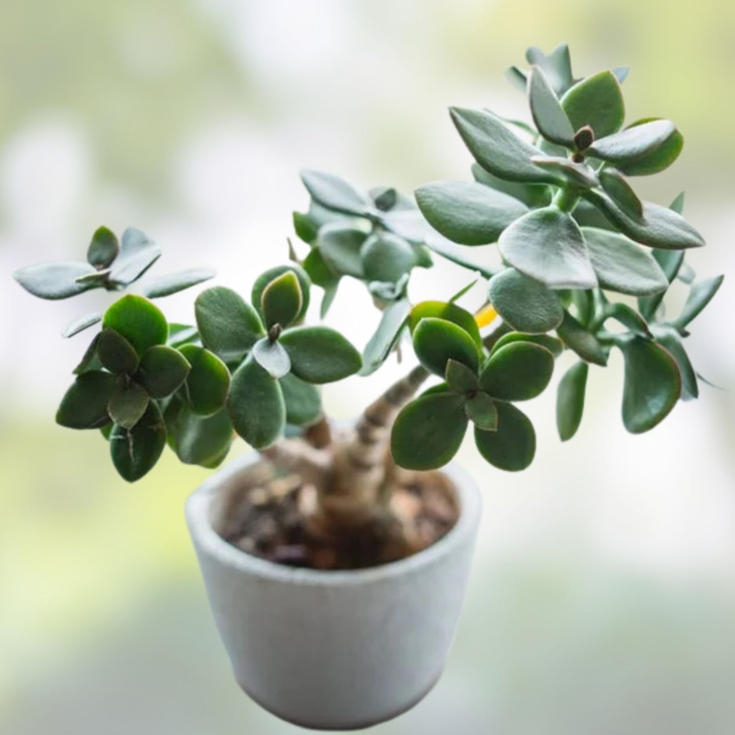 Green Jade Succulent Cuttings - Crassula Argentea - 10 Healthy Propagation Plants for Gardening and Indoor Decor