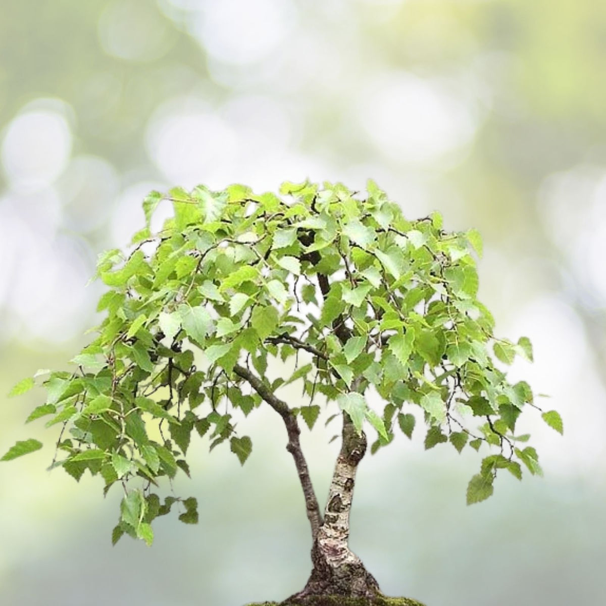 White Paper Birch Tree Seeds - 100 Count - Prized Bonsai - Betula papyrifera