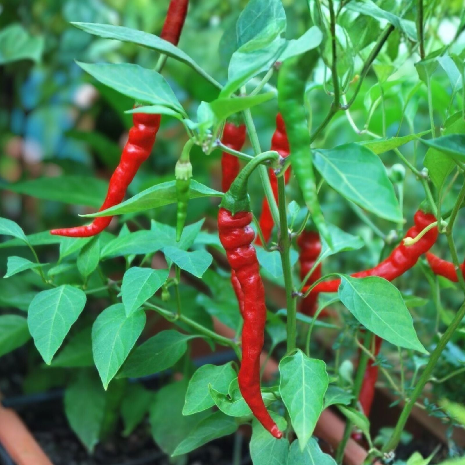 Cayenne Pepper Seeds 500+ Heirloom Non-GMO Hot N Red Capsicum annuum Vegetable Seeds