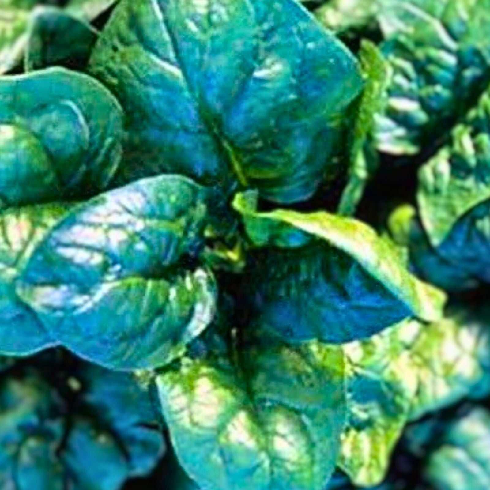 Heirloom Non-GMO Spinach Seeds 100+ New Zealand Variety Organic Leafy Greens Spinacia oleracea for Gardening