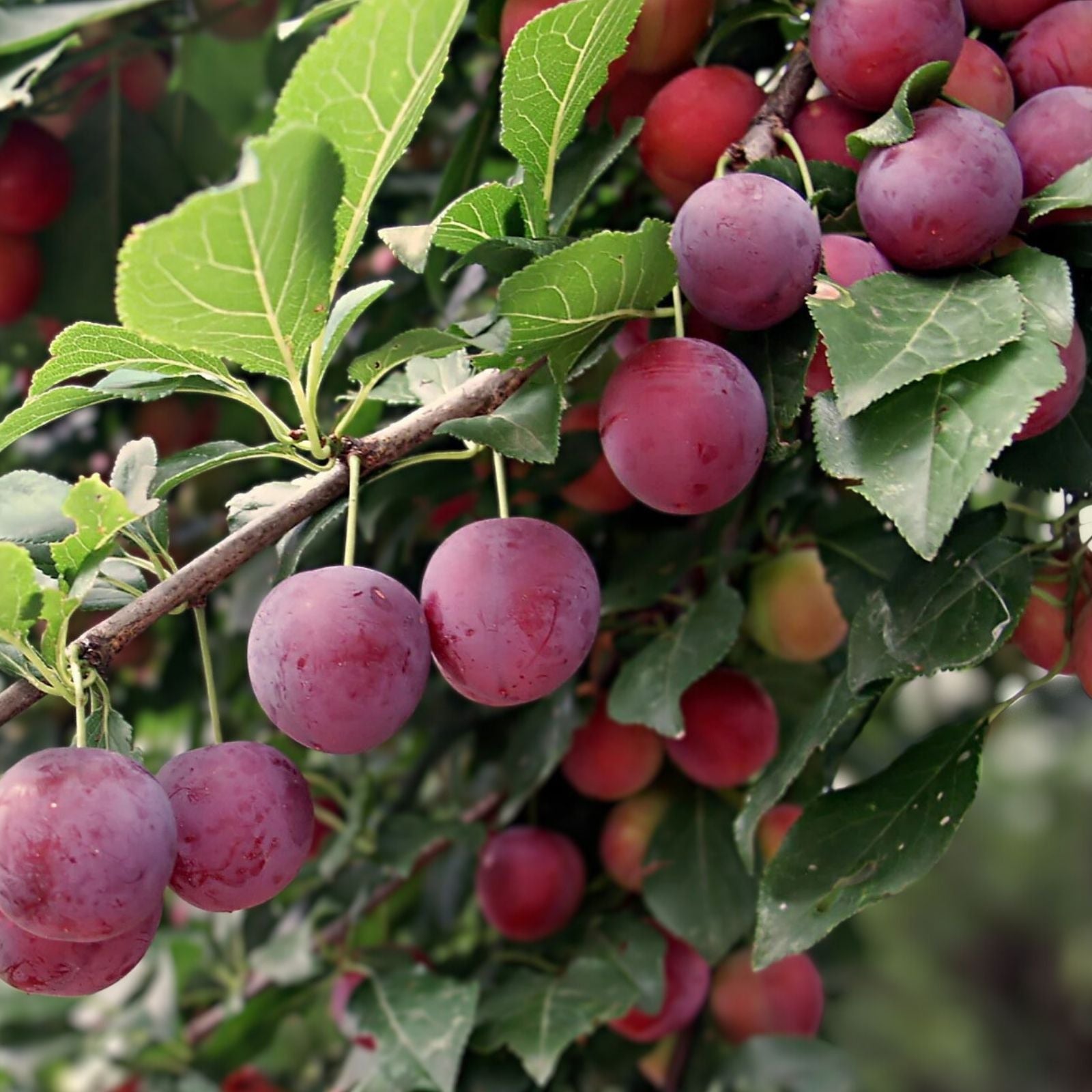 Wild Plum Tree Live Plant – 18 Inches – Prunus spp. – Edible Fruit Tree for Garden and Landscape – Hardy Zones 5-9