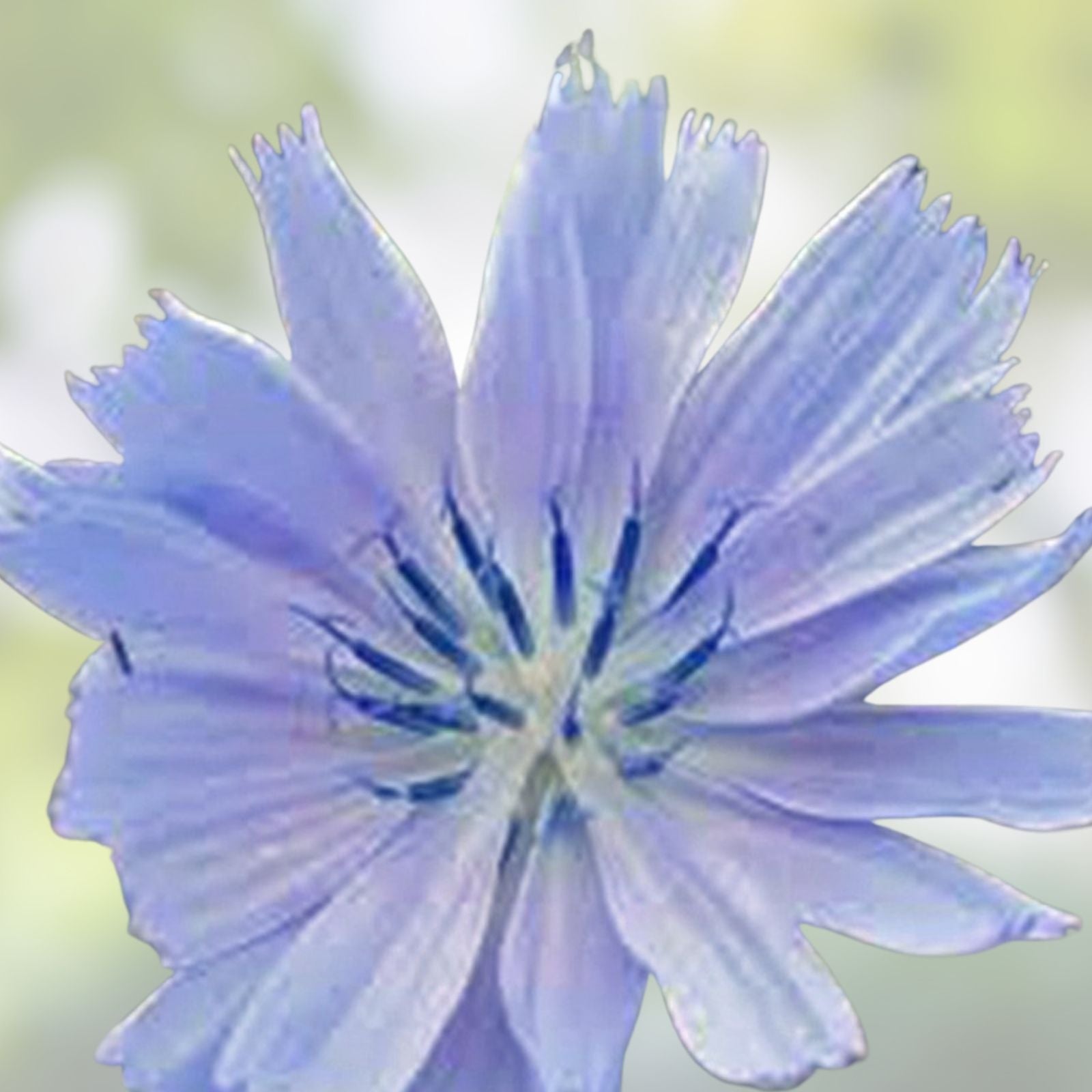 Bluest Blue Chicory Seeds - 100+ Count - Beautiful Blue Cut Flower - Cichorium intybus