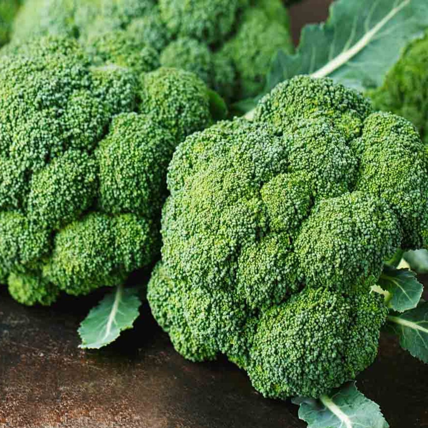 Broccoli Seeds 500 Pack Hancock Variety Vegetable Seeds for Fall and Winter Gardening Brassica oleracea
