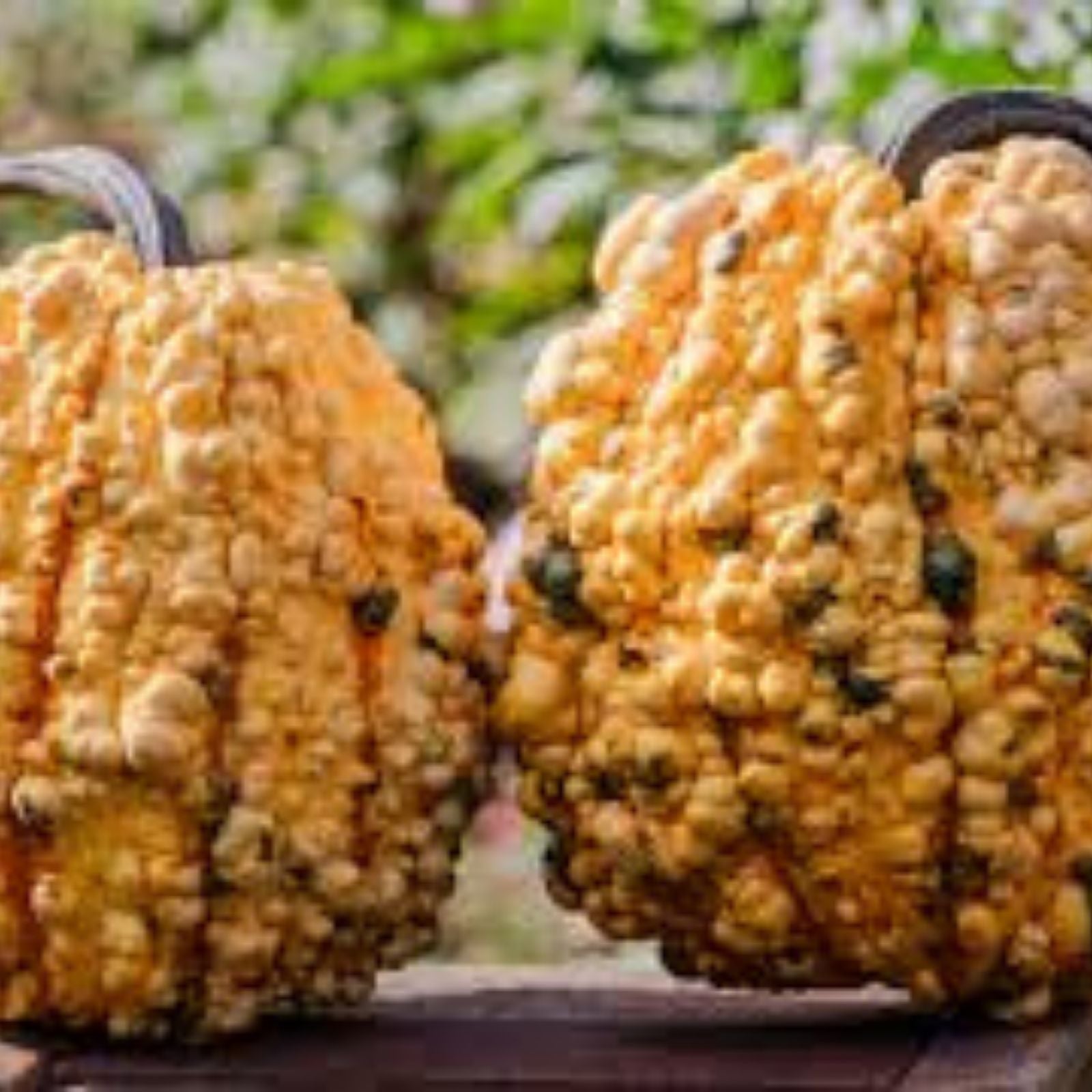 Organic Kettle Corn Pumpkin Seeds 10 Pack Non-GMO USA Seeds for Home Gardening and Planting