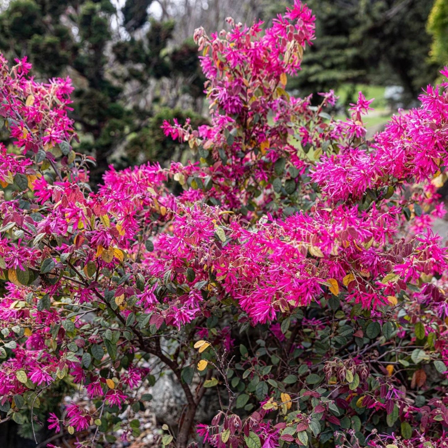 Loropetalum Shrub 3" Plum Delight - Flowering Live Plant, Loropetalum chinense, Purple Foliage, Ornamental Bush