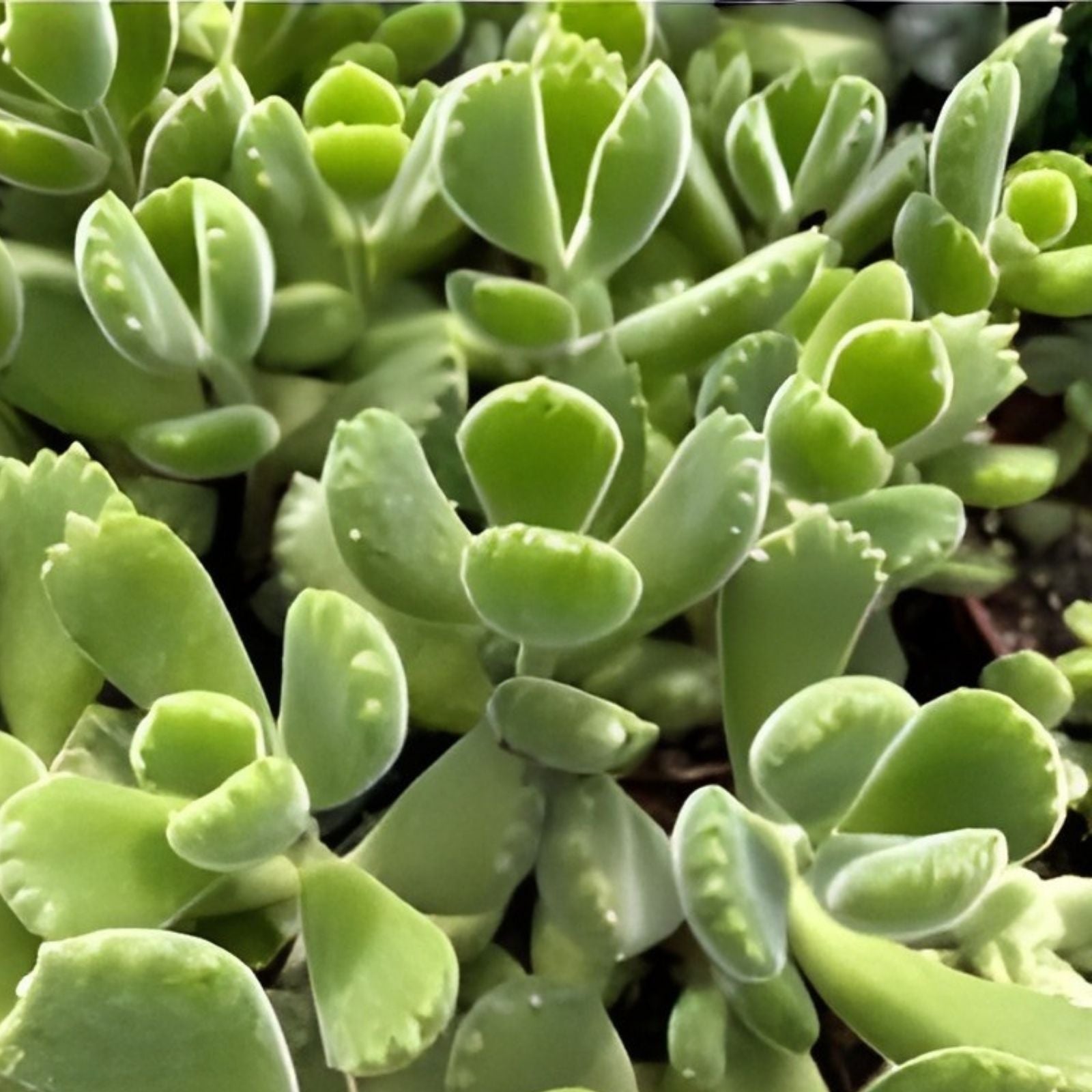 Rare Cotyledon Variegated Bears Paw Succulent Cutting 2-Inch Live Unrooted Plant for Propagation Cotyledon tomentosa
