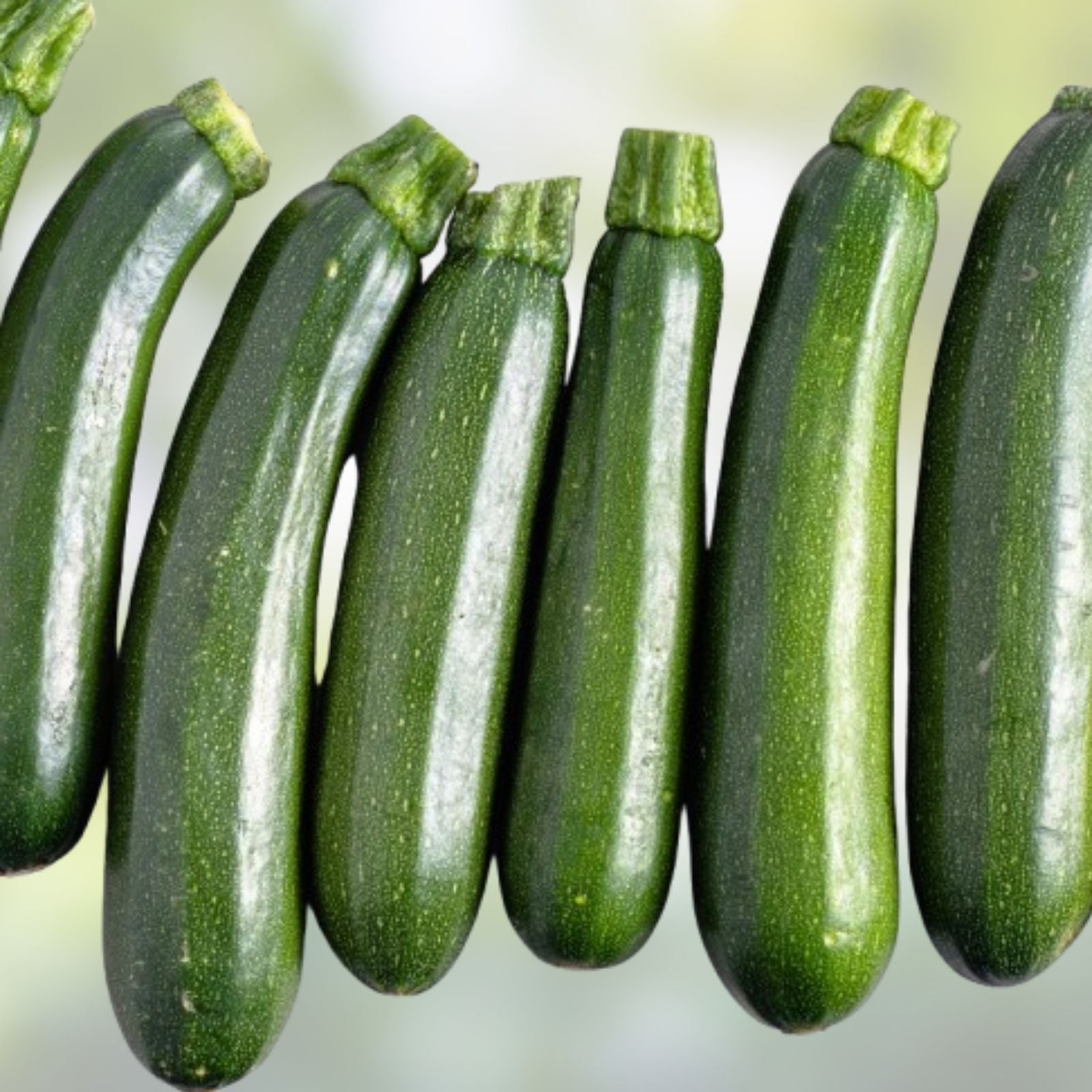 Caserta Squash Seeds 10 Pack - Heirloom Vegetable Seeds for Planting Cucurbita pepo