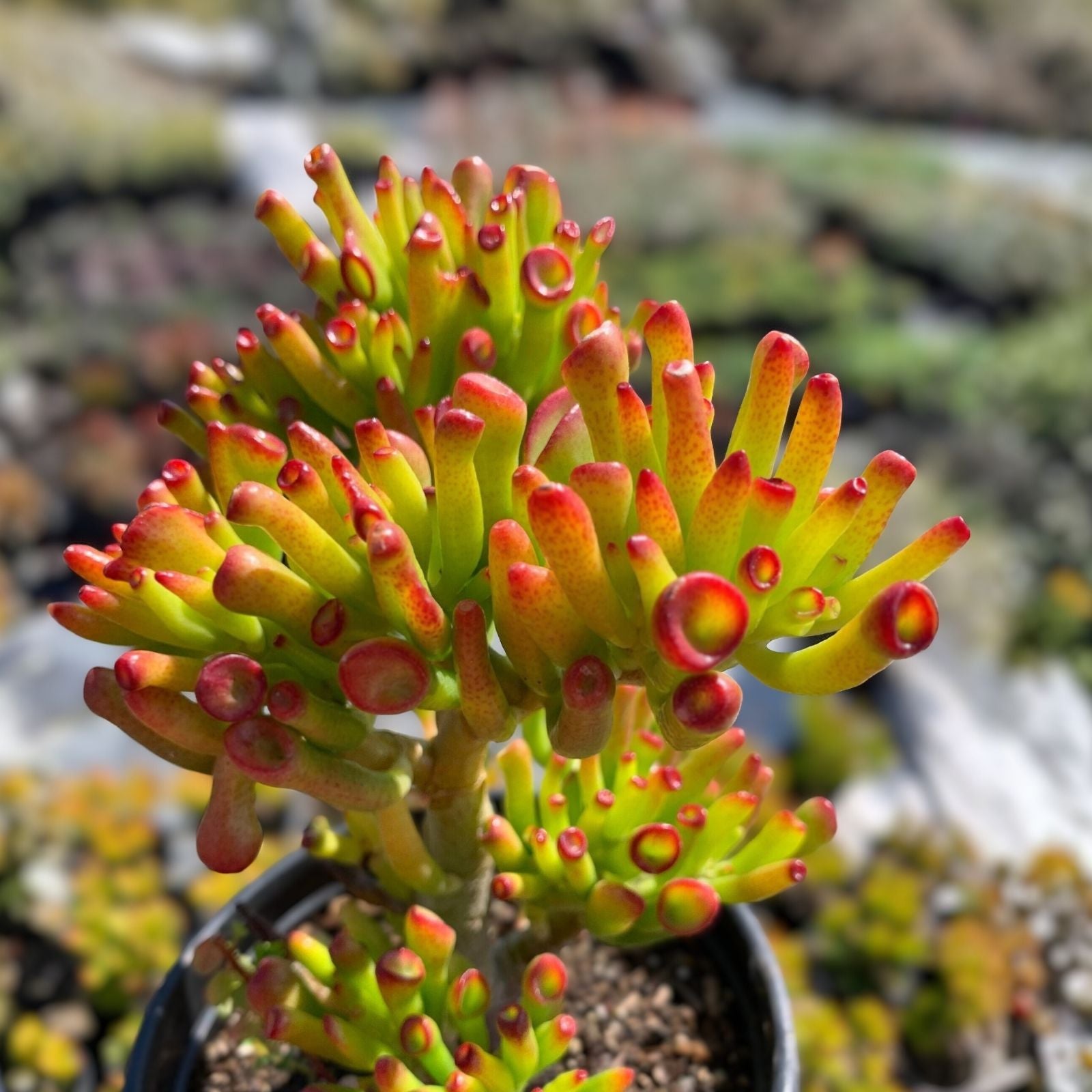 Crassula Ovata Gollum Sea Anemone Jade Succulent Cuttings - 2 Indoor Houseplants for Home Decor and Gardening